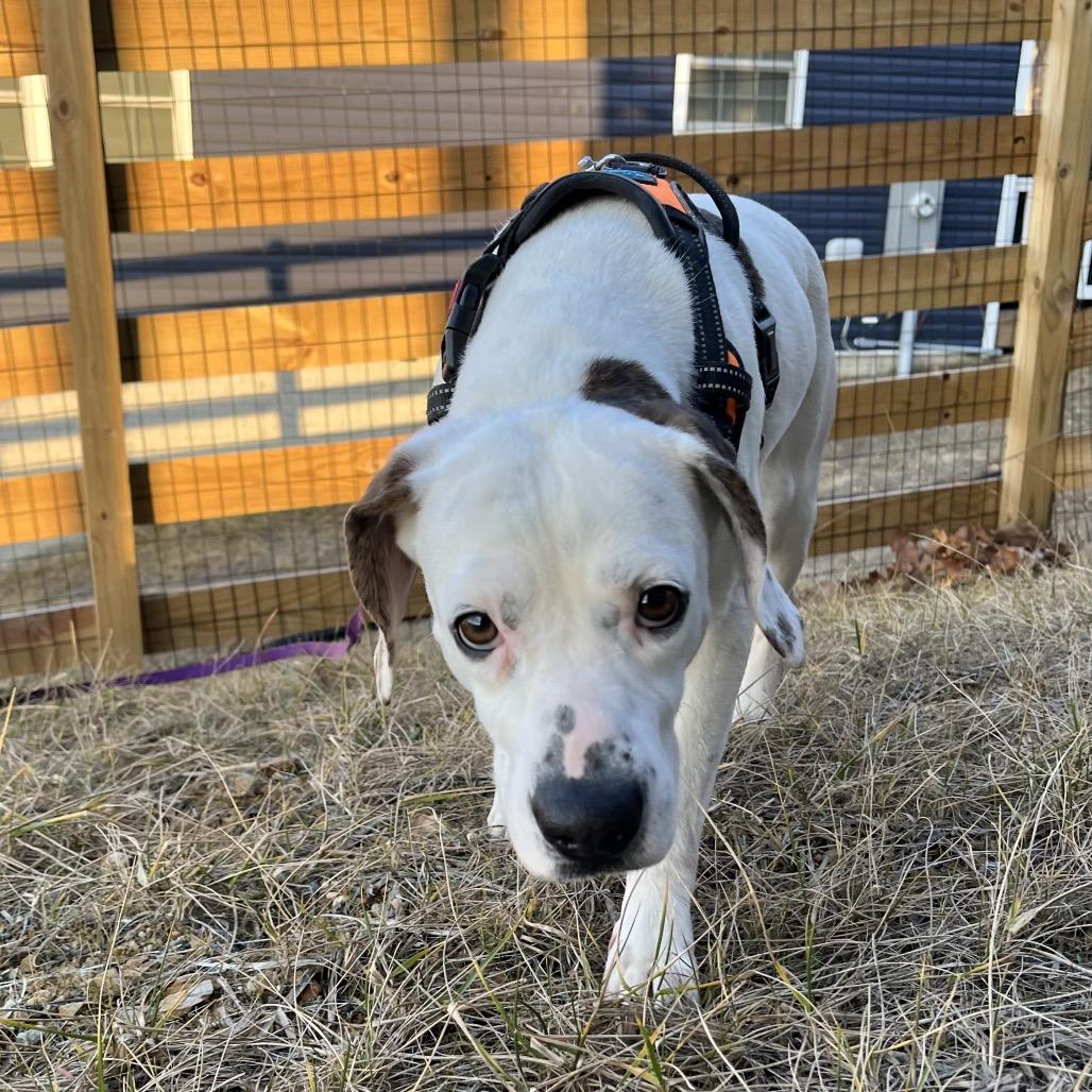 Enlarge Lady, a Adoptable Mixed Breed in Alexandria, VA image 2/6