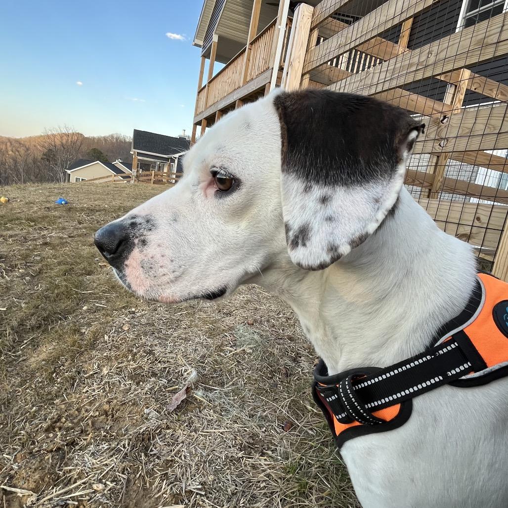 Enlarge Lady, a Adoptable Mixed Breed in Alexandria, VA image 3/6