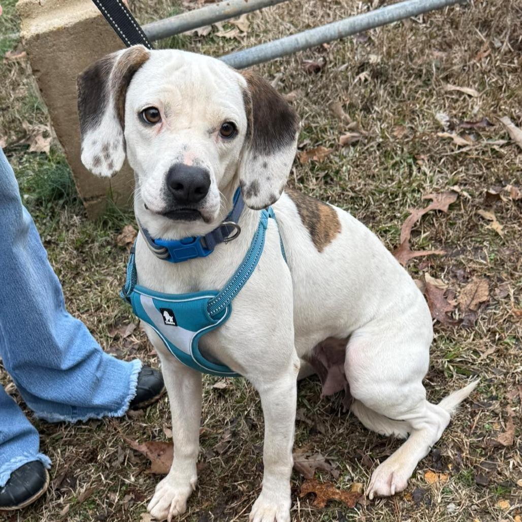 Enlarge Lady, a Adoptable Mixed Breed in Alexandria, VA image 4/6