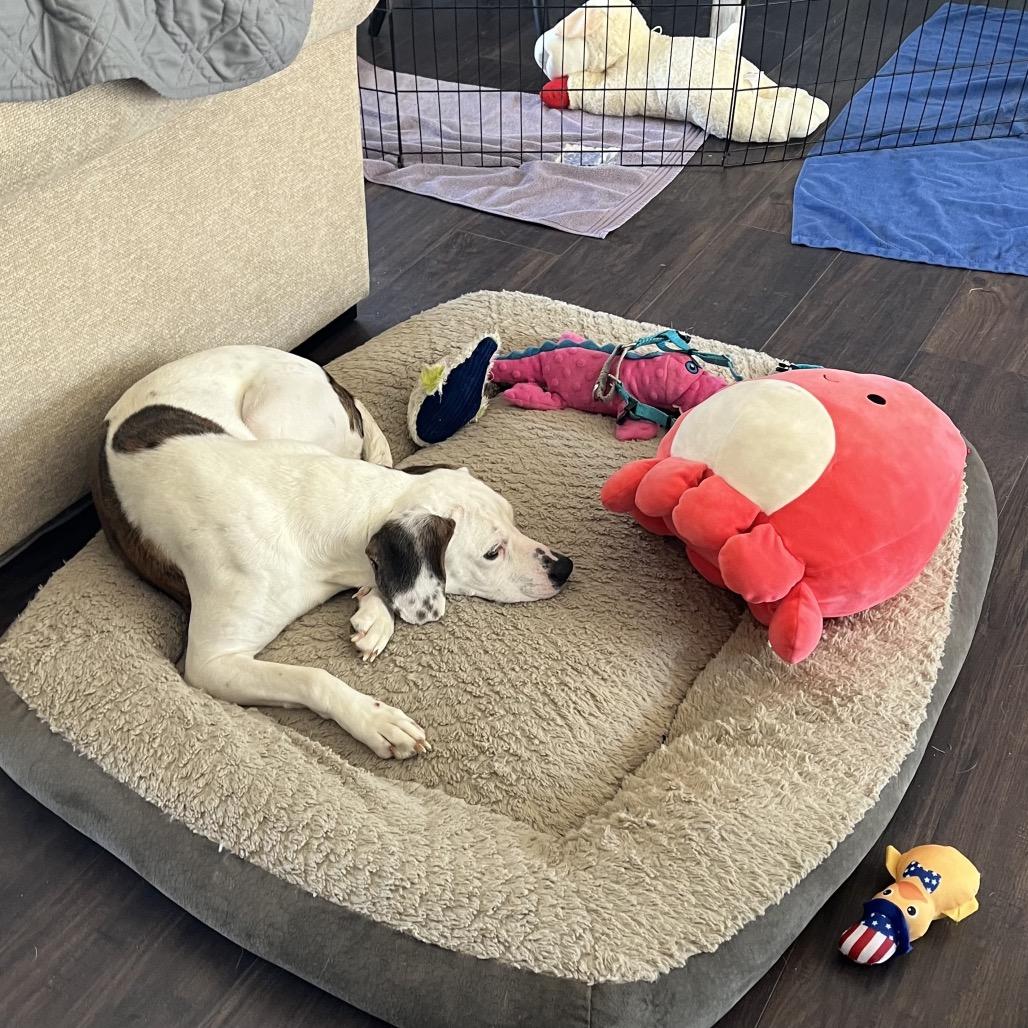 Enlarge Lady, a Adoptable Mixed Breed in Alexandria, VA image 5/6