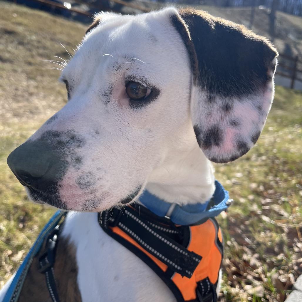 Enlarge Lady, a Adoptable mixed breed in Baltimore, MD image 5/6