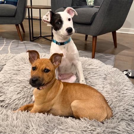 Sunday, Adoptable, Puppy Female Cattle Dog & Pit Bull Terrier.