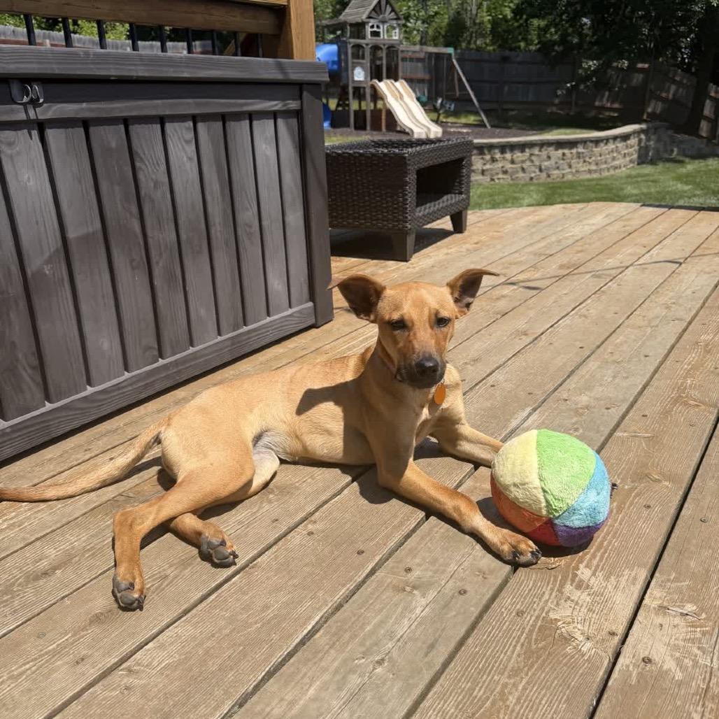Sunday, a Adoptable mixed breed in Kansas City, MO image 2/6