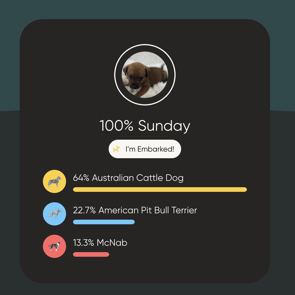 Enlarge Sunday, a Adoptable mixed breed in Kansas City, MO image 2/6