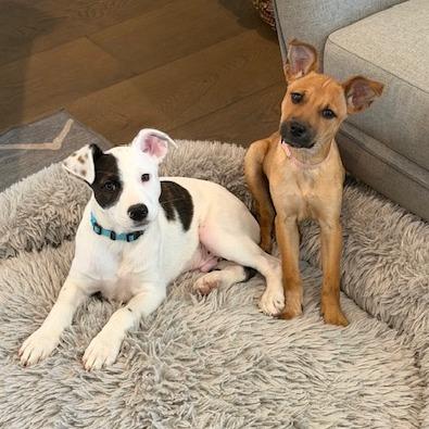 Enlarge Sunday, a Adoptable mixed breed in Kansas City, MO image 3/6