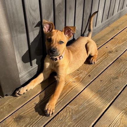 Enlarge Sunday, a Adoptable mixed breed in Kansas City, MO image 4/6