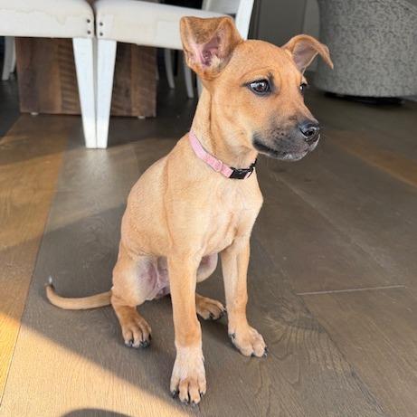 Enlarge Sunday, a Adoptable mixed breed in Kansas City, MO image 5/6