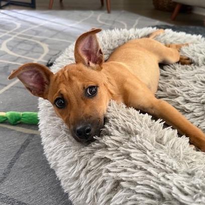 Enlarge Sunday, a Adoptable mixed breed in Kansas City, MO image 6/6