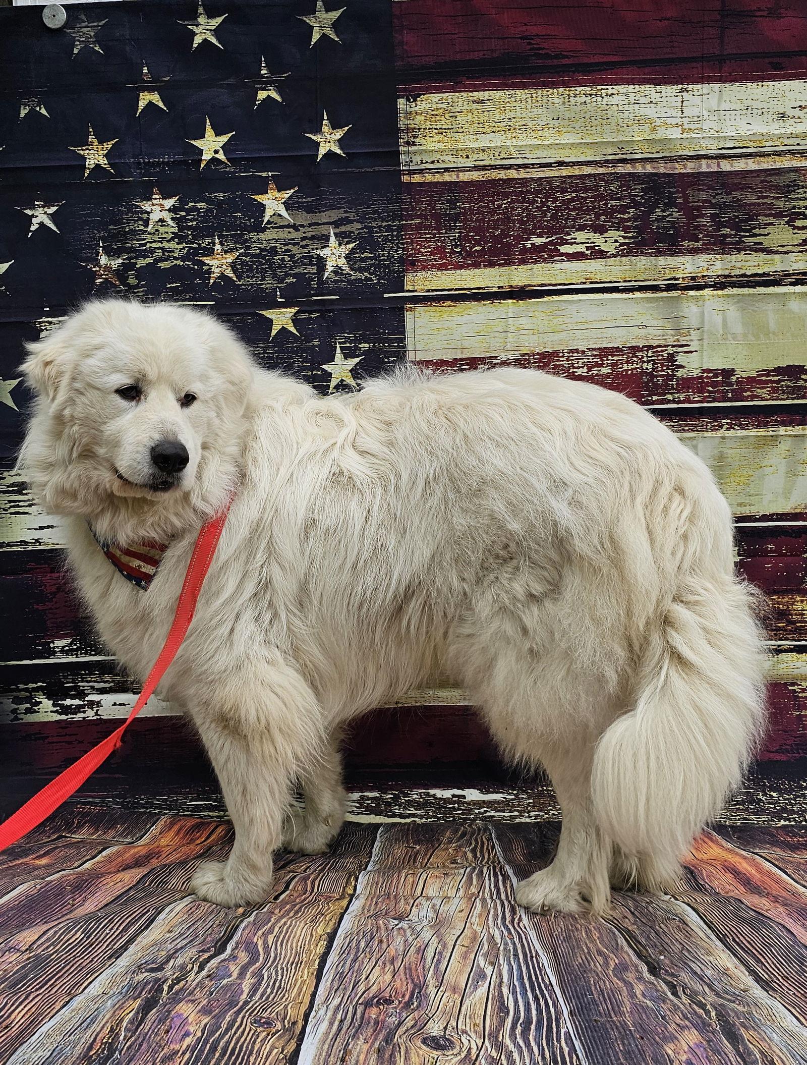 Levi *sanctuary dog* in NH, Adoptable, Young Male Great Pyrenees.