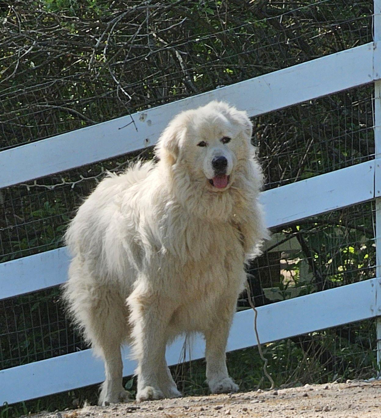 Levi *sanctuary dog* in NH, a Adoptable Great Pyrenees in Croydon, NH image 2/3