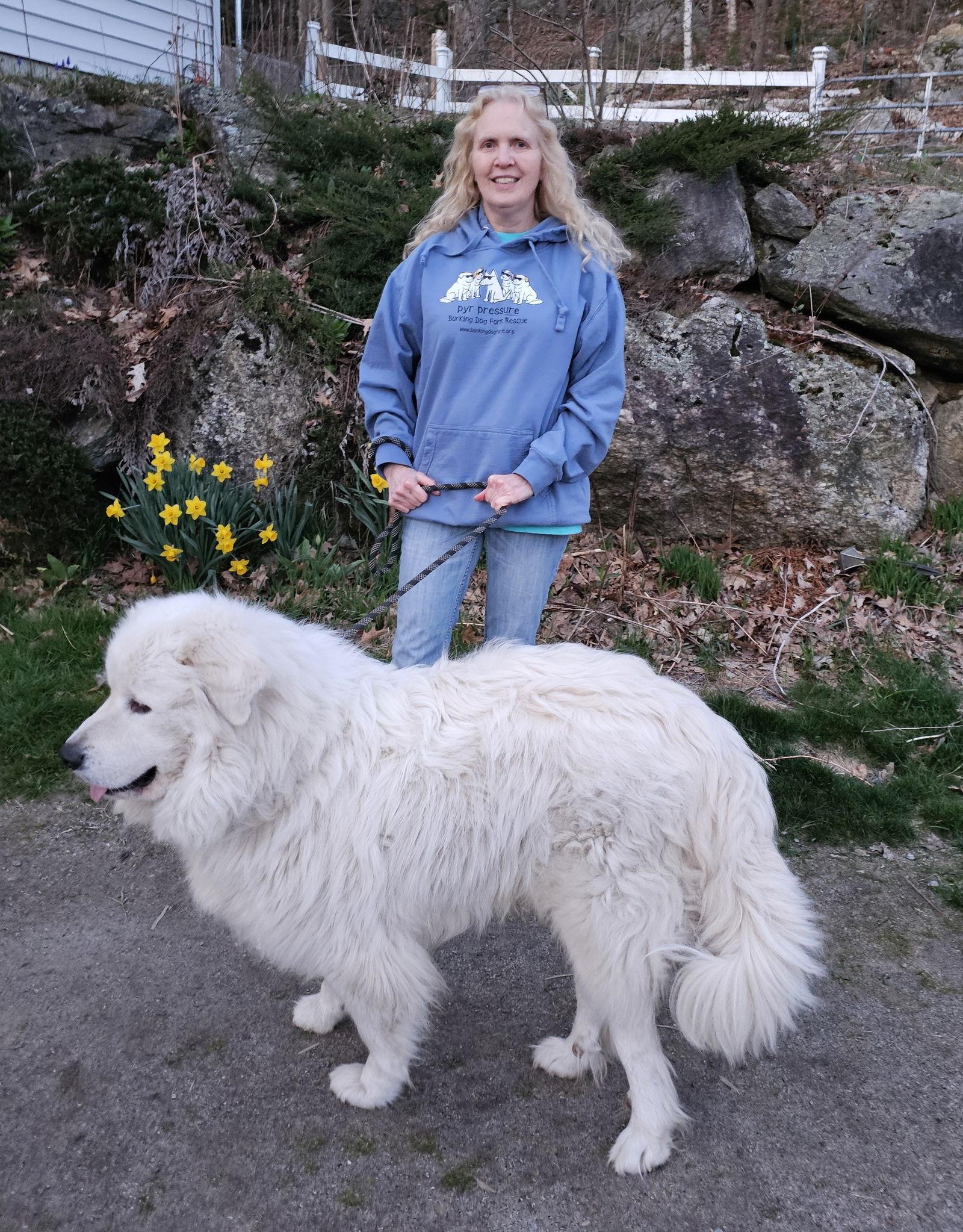 Levi *sanctuary dog* in NH, a Adoptable Great Pyrenees in Croydon, NH image 3/3