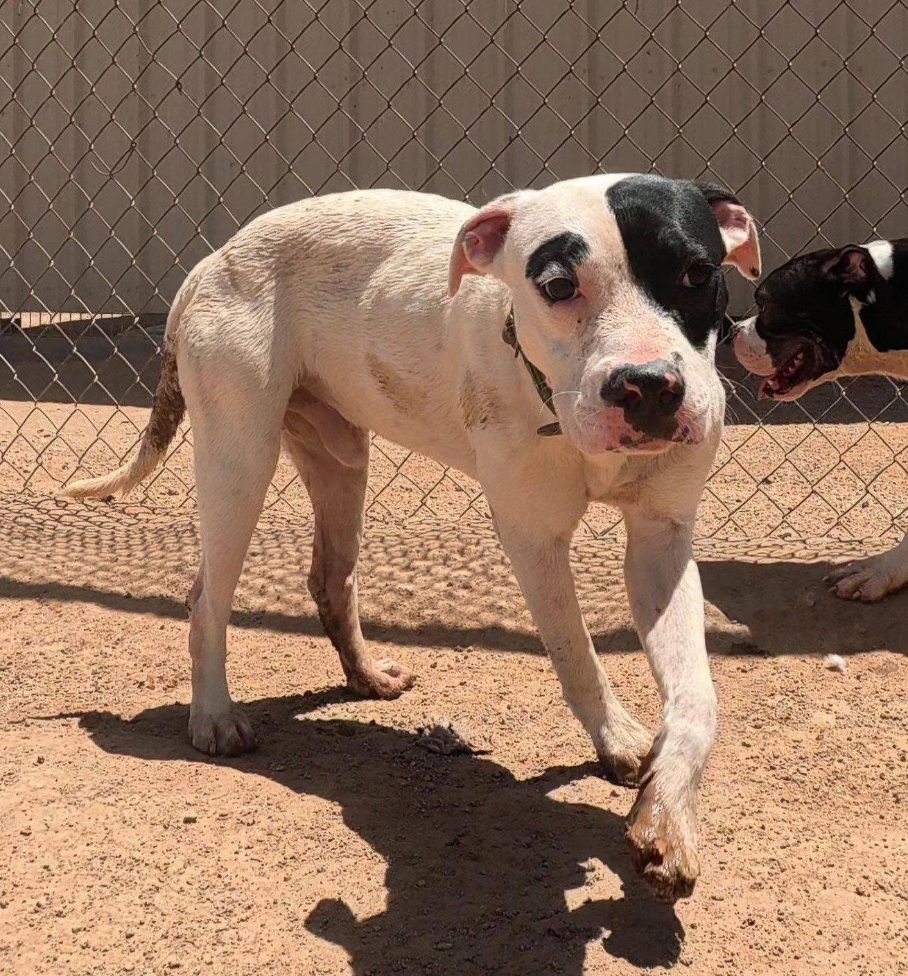 Enlarge 5 male pitty mix young dogs and dad, a Adoptable mixed breed in Queen Creek, AZ image 1/3