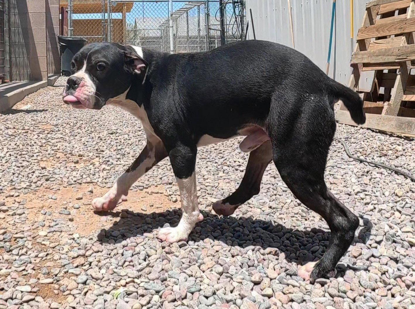 Enlarge 5 male pitty mix young dogs and dad, a Adoptable mixed breed in Queen Creek, AZ image 2/3