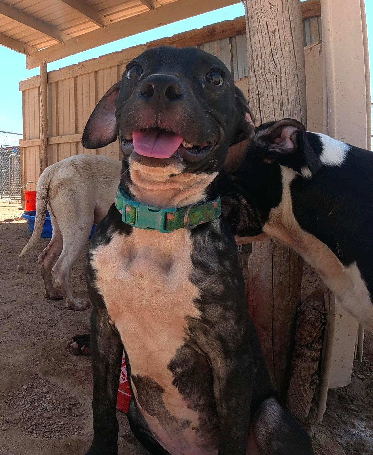 Enlarge 5 male pitty mix young dogs and dad, a Adoptable mixed breed in Queen Creek, AZ image 3/3