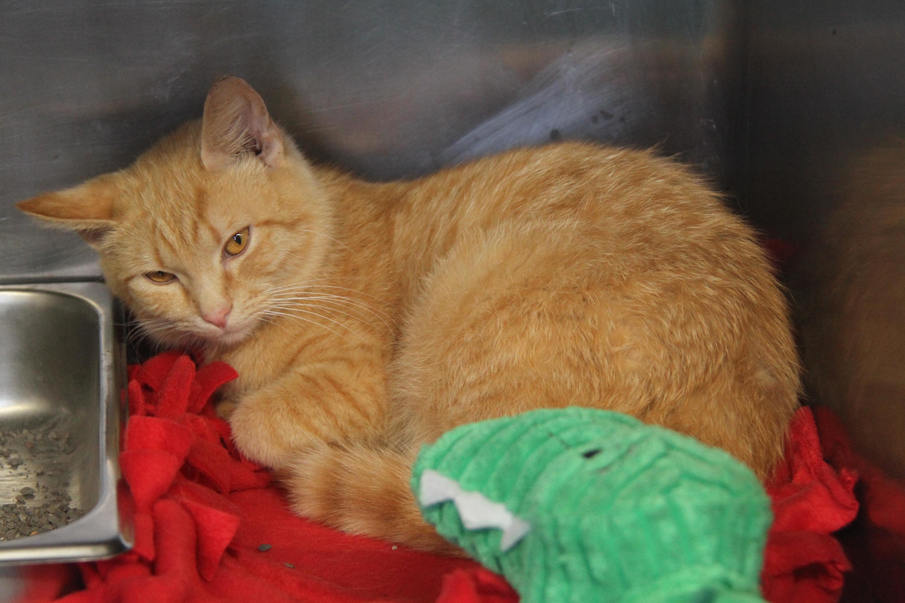 Chipmunk and her foster kitty mothers Pilot & Civic [Spayed] (Bonded Trio)