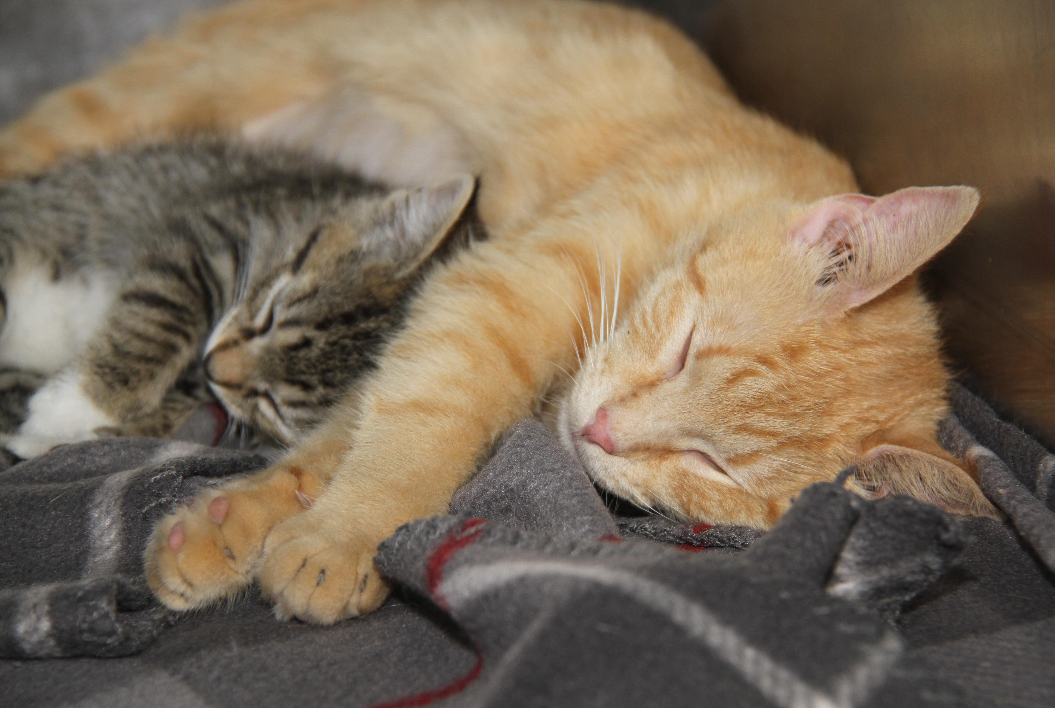 Chipmunk and her foster kitty mothers Pilot & Civic [Spayed] (Bonded Trio)