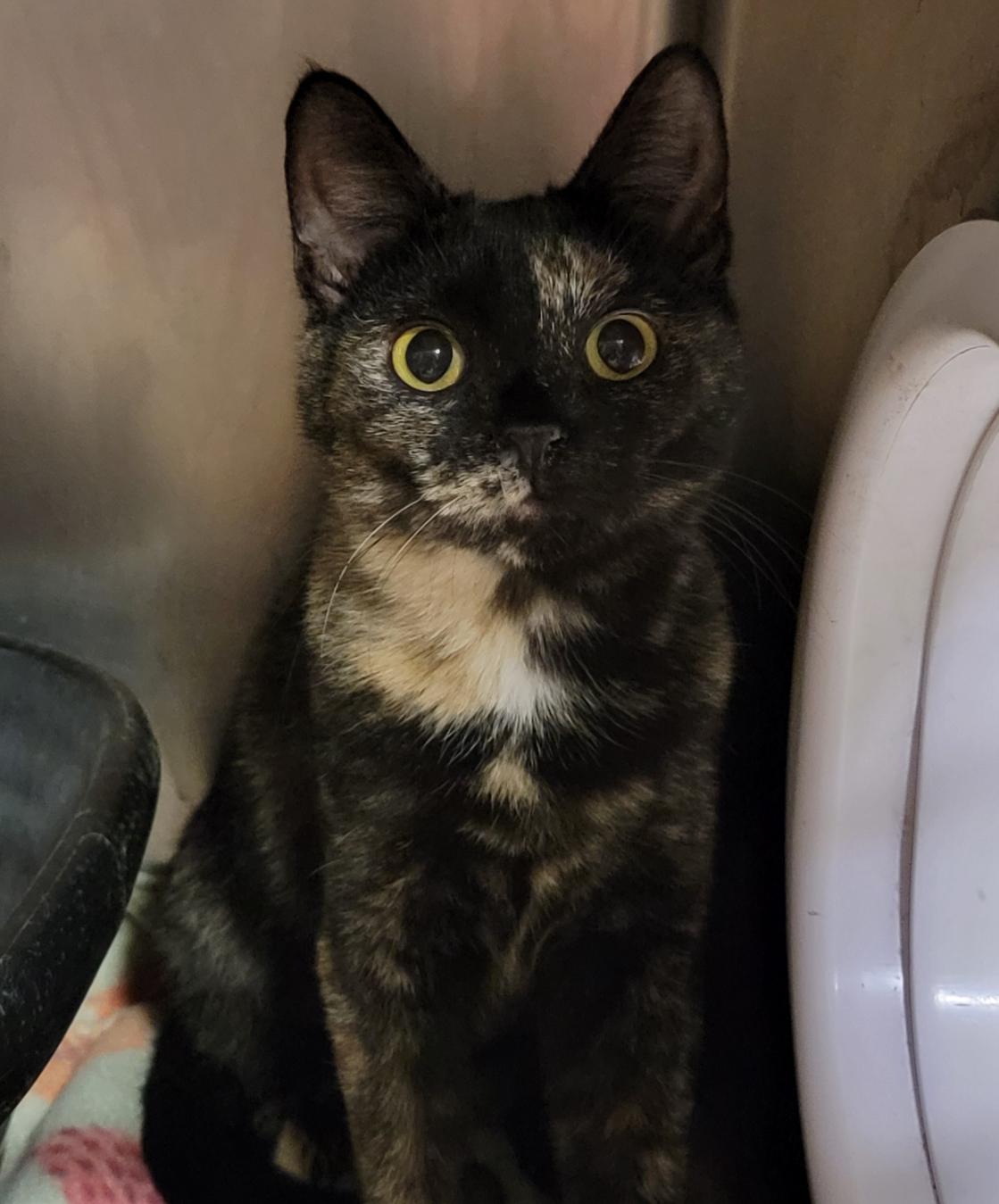 Chipmunk and her foster kitty mothers Pilot & Civic [Spayed] (Bonded Trio)