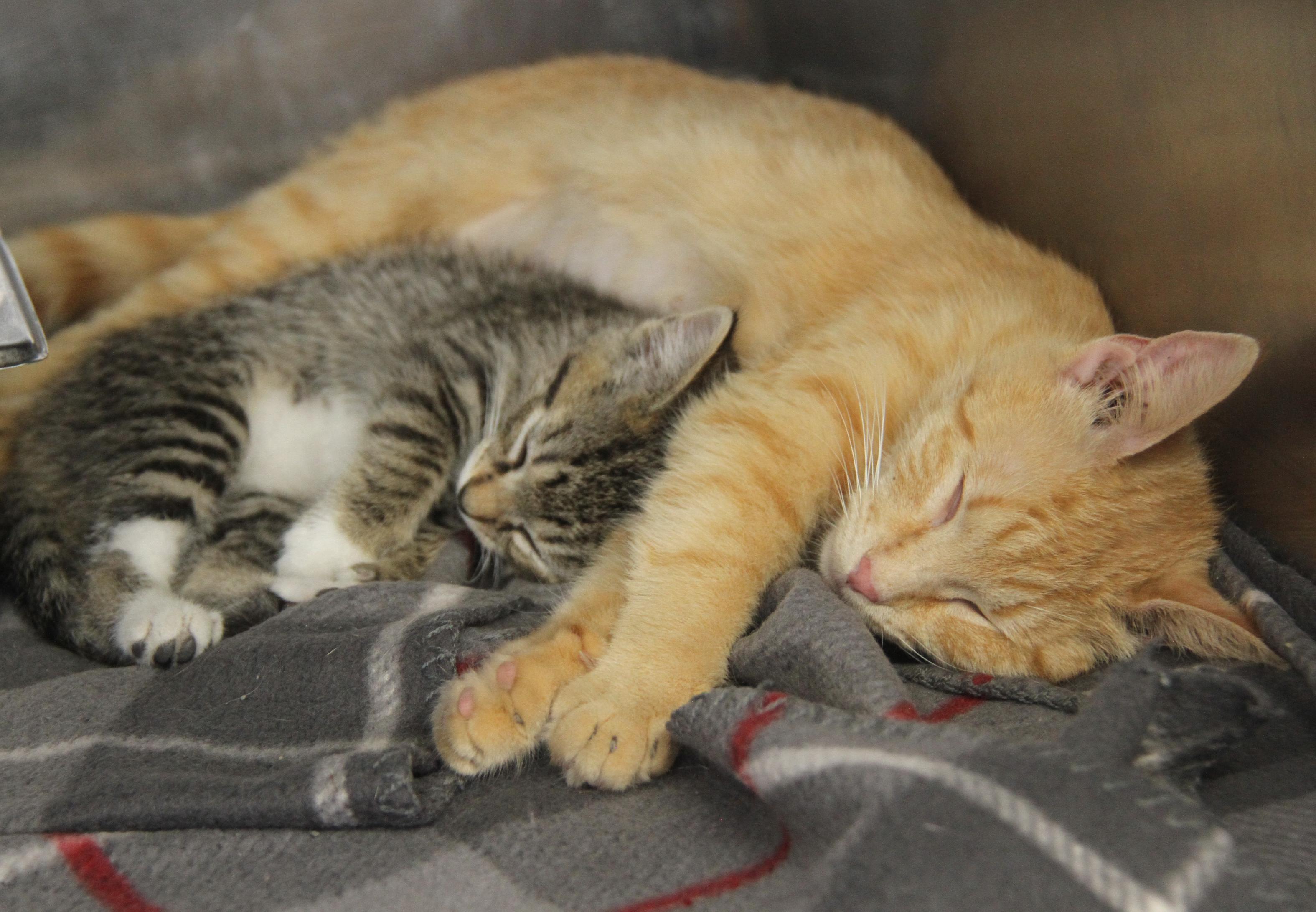 Chipmunk and her foster kitty mothers Pilot & Civic [Spayed] (Bonded Trio)