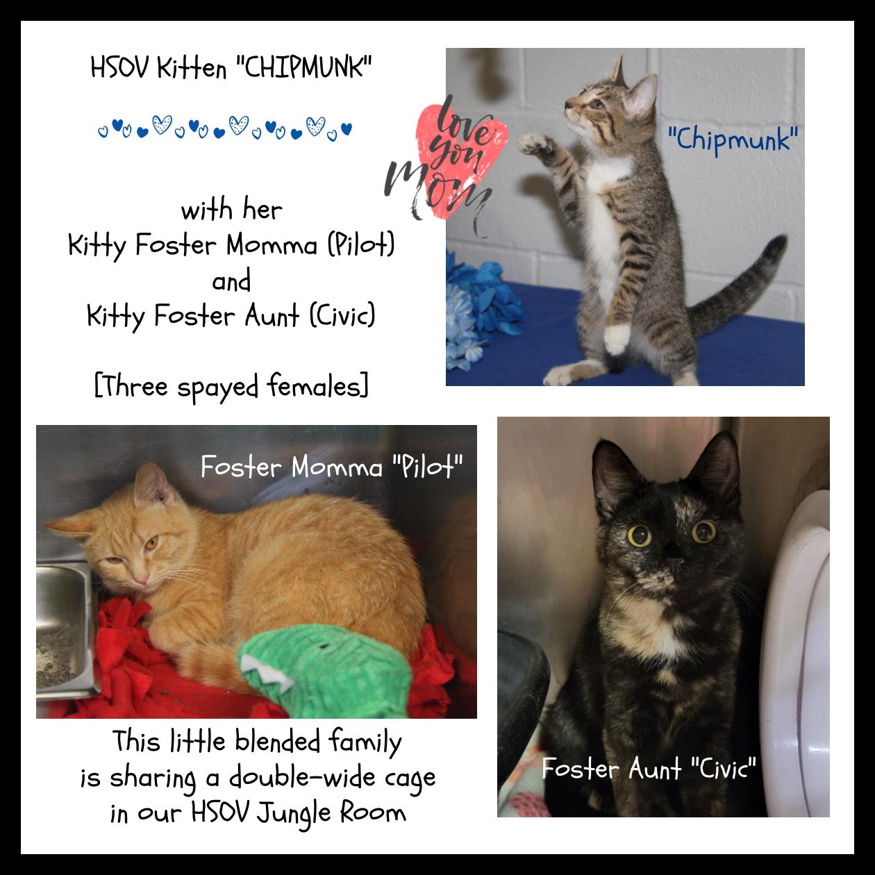 Chipmunk and her foster kitty mothers Pilot & Civic [Spayed] (Bonded Trio)