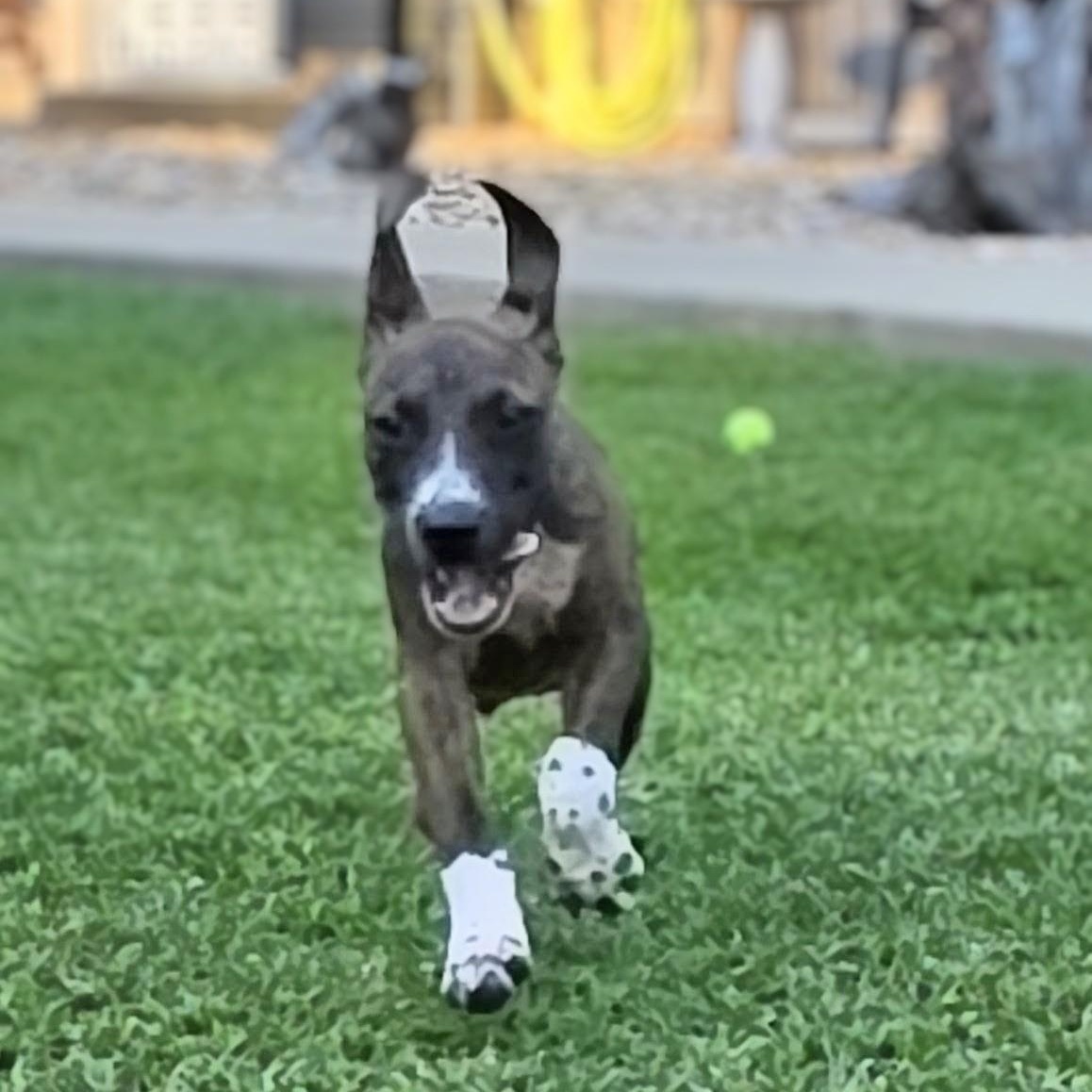 Enlarge Rocco, a Adoptable Mixed Breed in Santa Fe, NM image 4/6