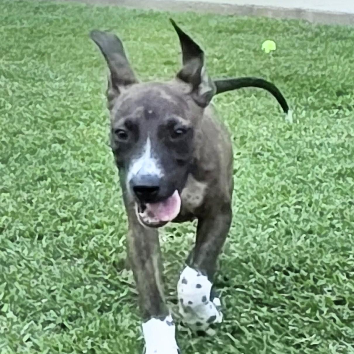 Enlarge Rocco, a Adoptable Mixed Breed in Santa Fe, NM image 5/6