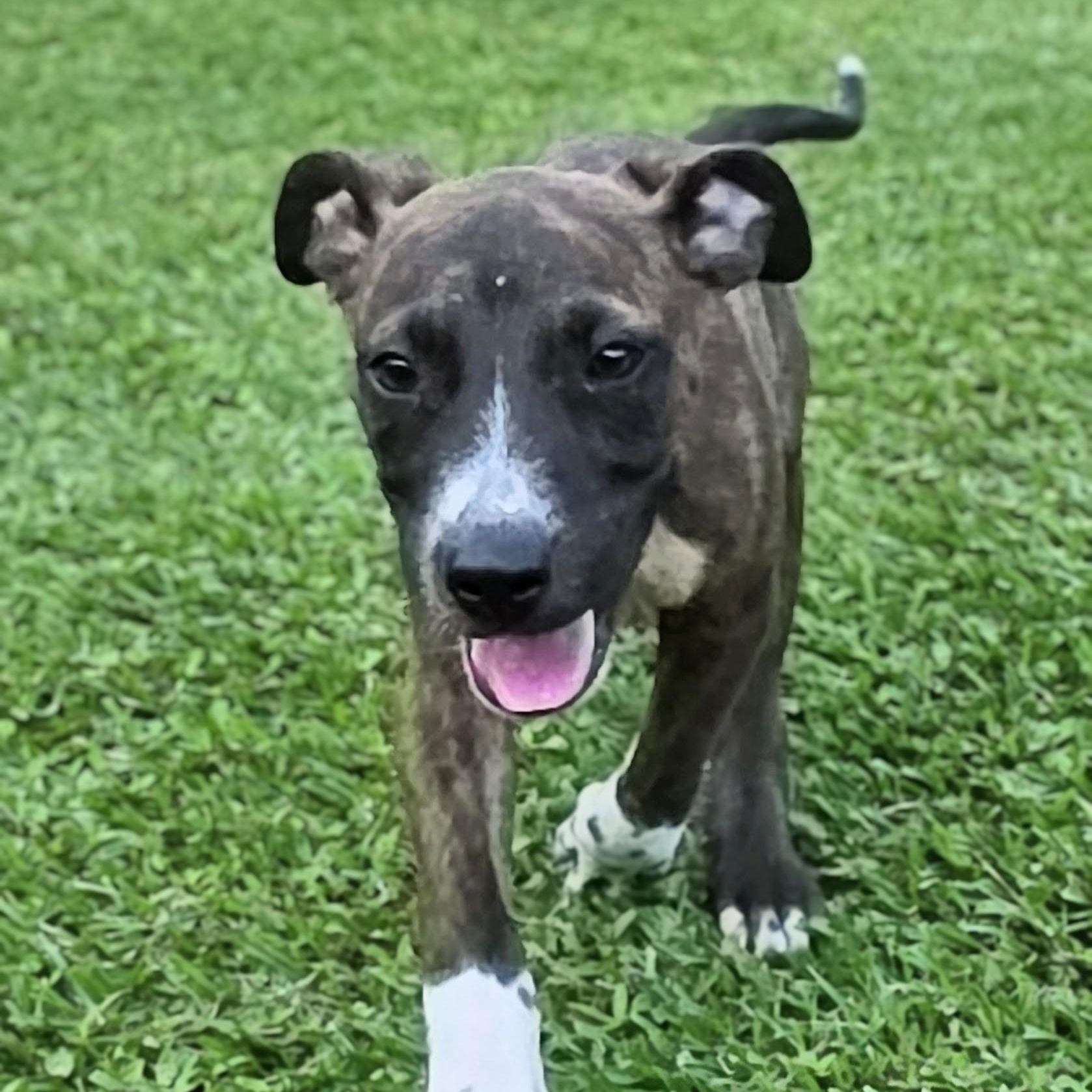 Enlarge Rocco, a Adoptable Mixed Breed in Santa Fe, NM image 6/6