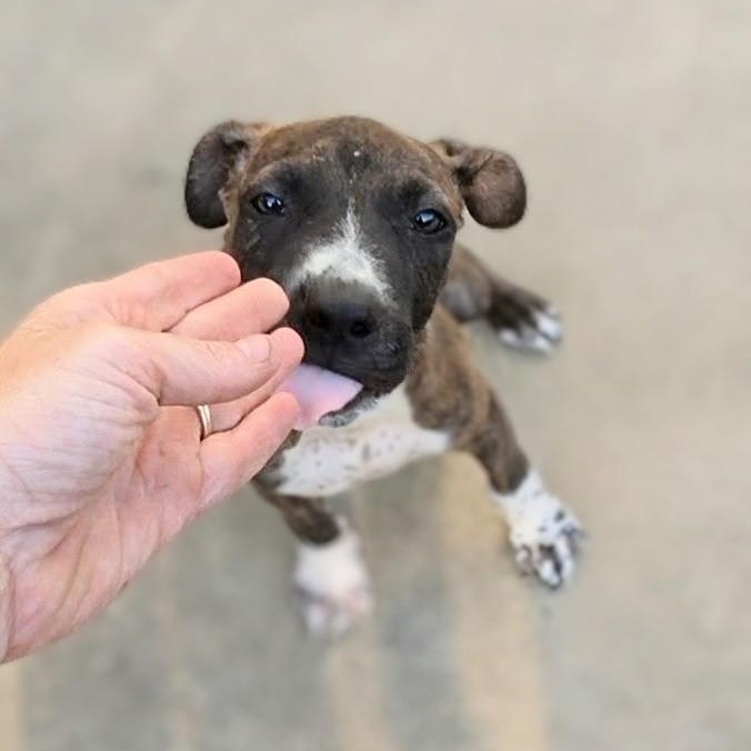 Rocco, Adoptable, Puppy Male Mixed Breed.