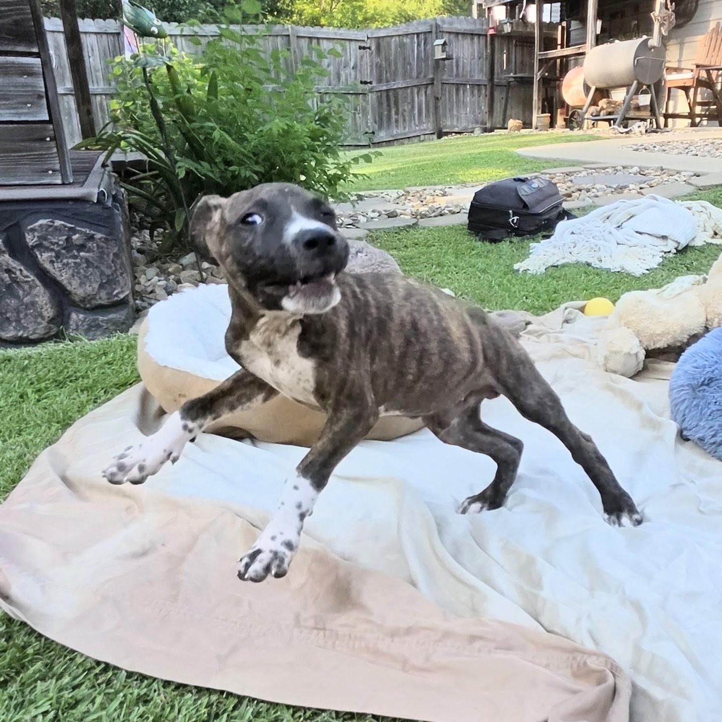 Enlarge Rocco, a Adoptable Mixed Breed in Santa Fe, NM image 3/6