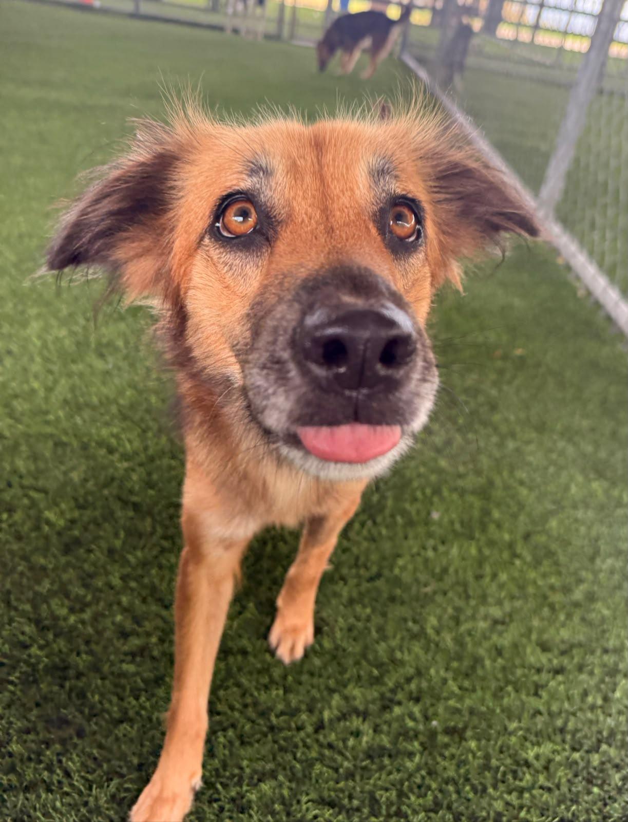 Enlarge Jada, a Adopted Mixed Breed in Morristown, NJ image 1/2