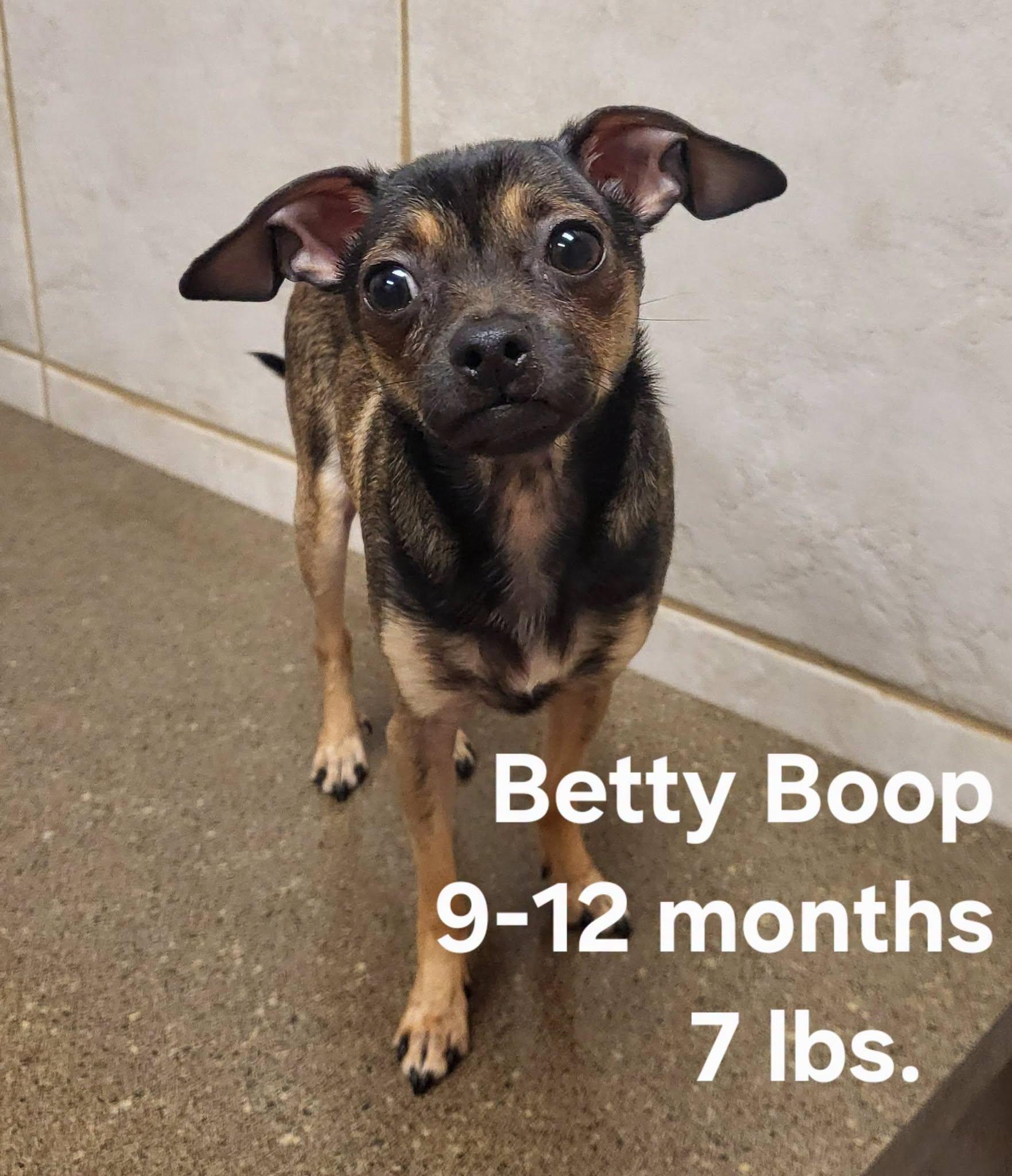 Enlarge Betty Boop, a Adoptable mixed breed in Salisbury, NC image 4/4