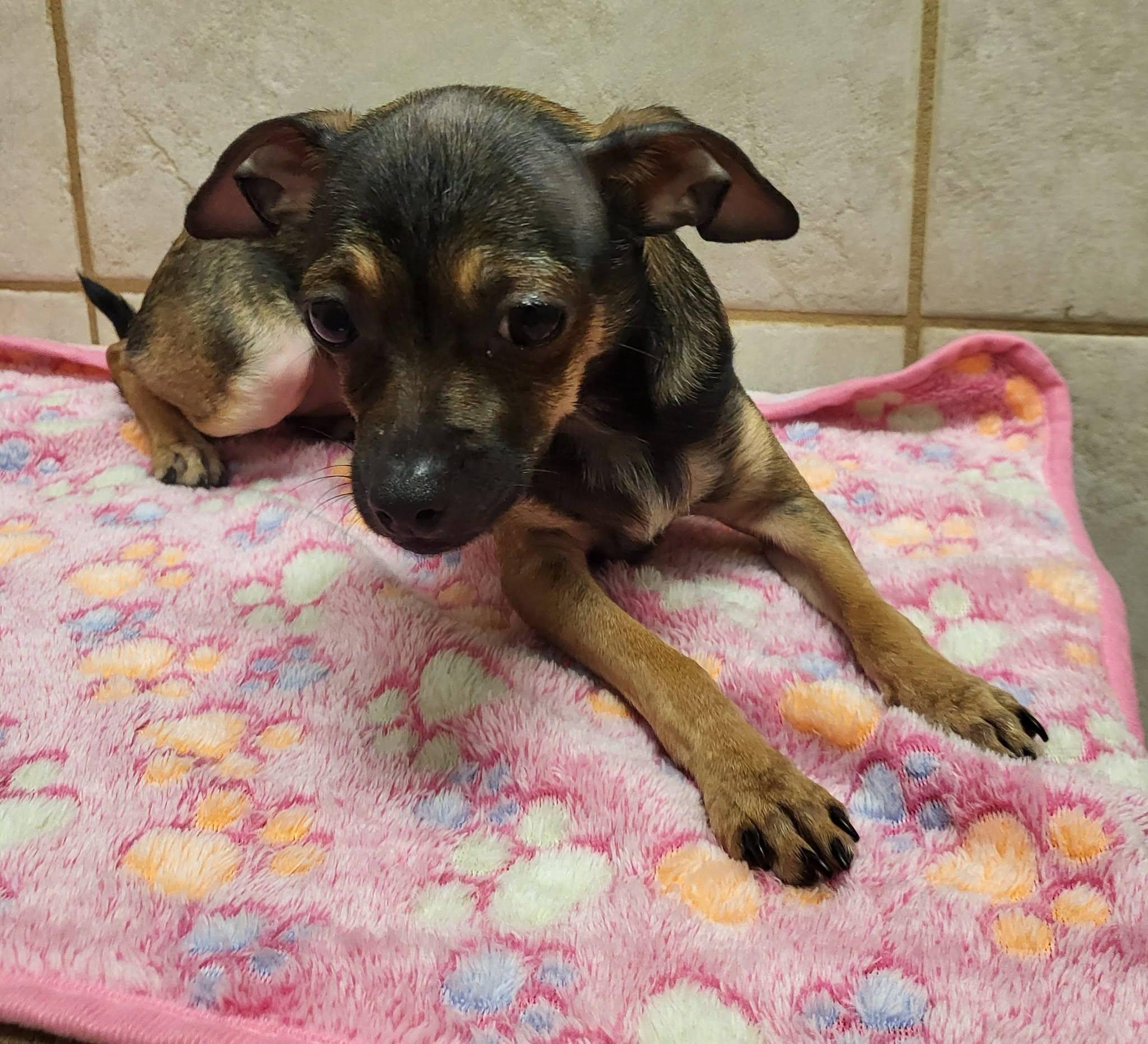 Enlarge Betty Boop, a Adoptable mixed breed in Salisbury, NC image 2/4