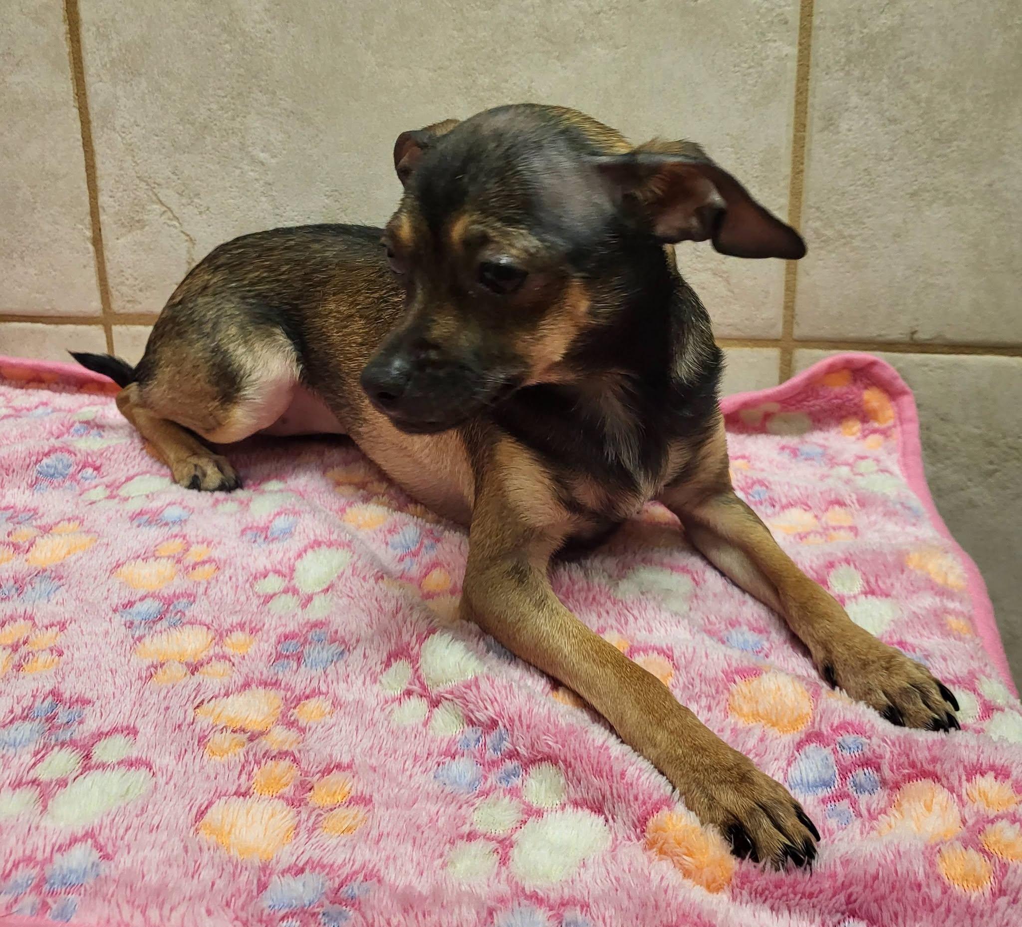 Enlarge Betty Boop, a Adoptable mixed breed in Salisbury, NC image 3/4