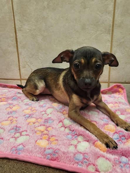 Enlarge Betty Boop, a Adoptable mixed breed in Salisbury, NC image 1/4