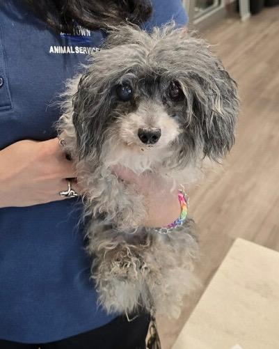 Enlarge Wazowski Cousin Frizzles, a Adoptable Poodle in Bryan, TX image 1/1