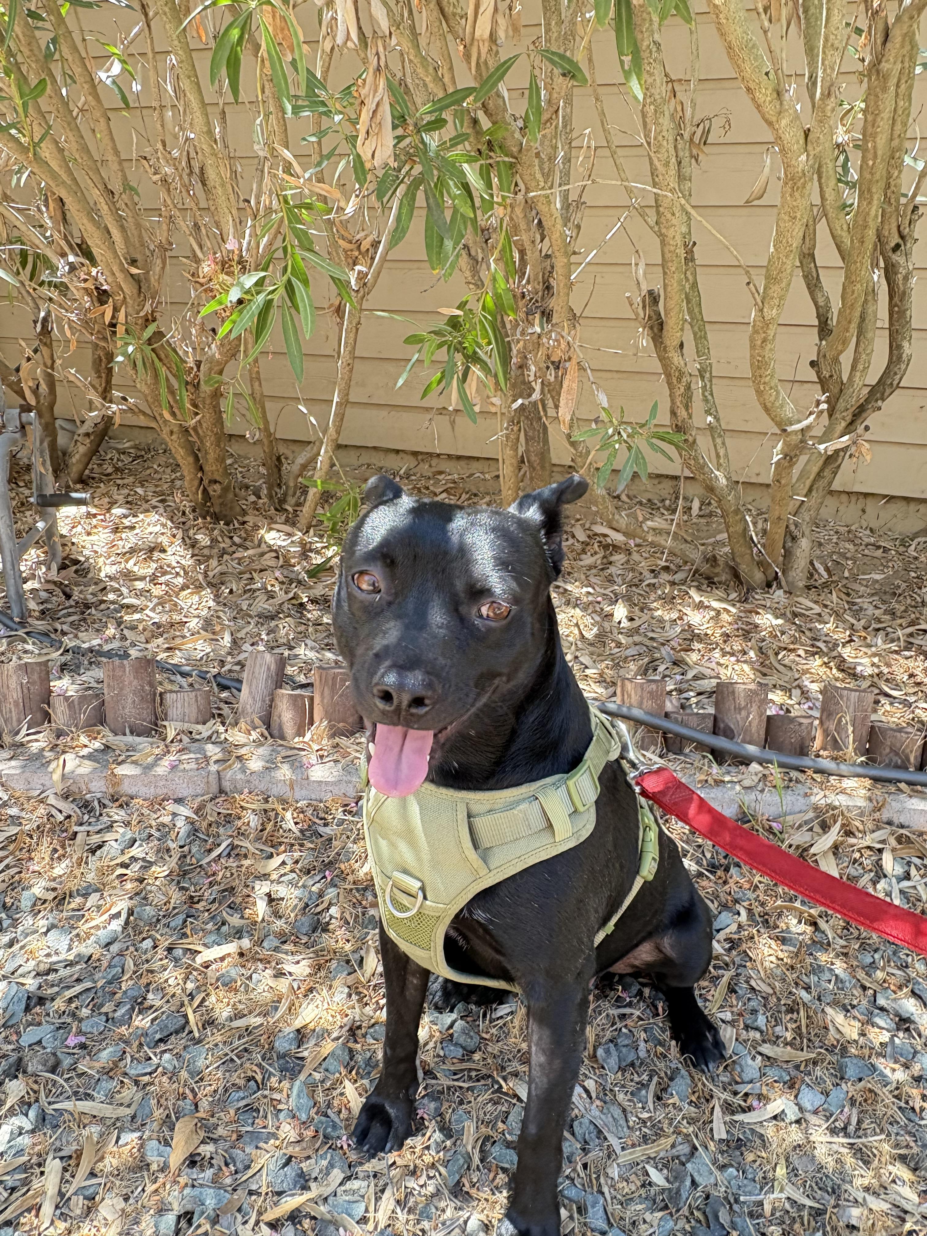 Enlarge Smudge, a Adoptable mixed breed in San Ysidro, CA image 5/6