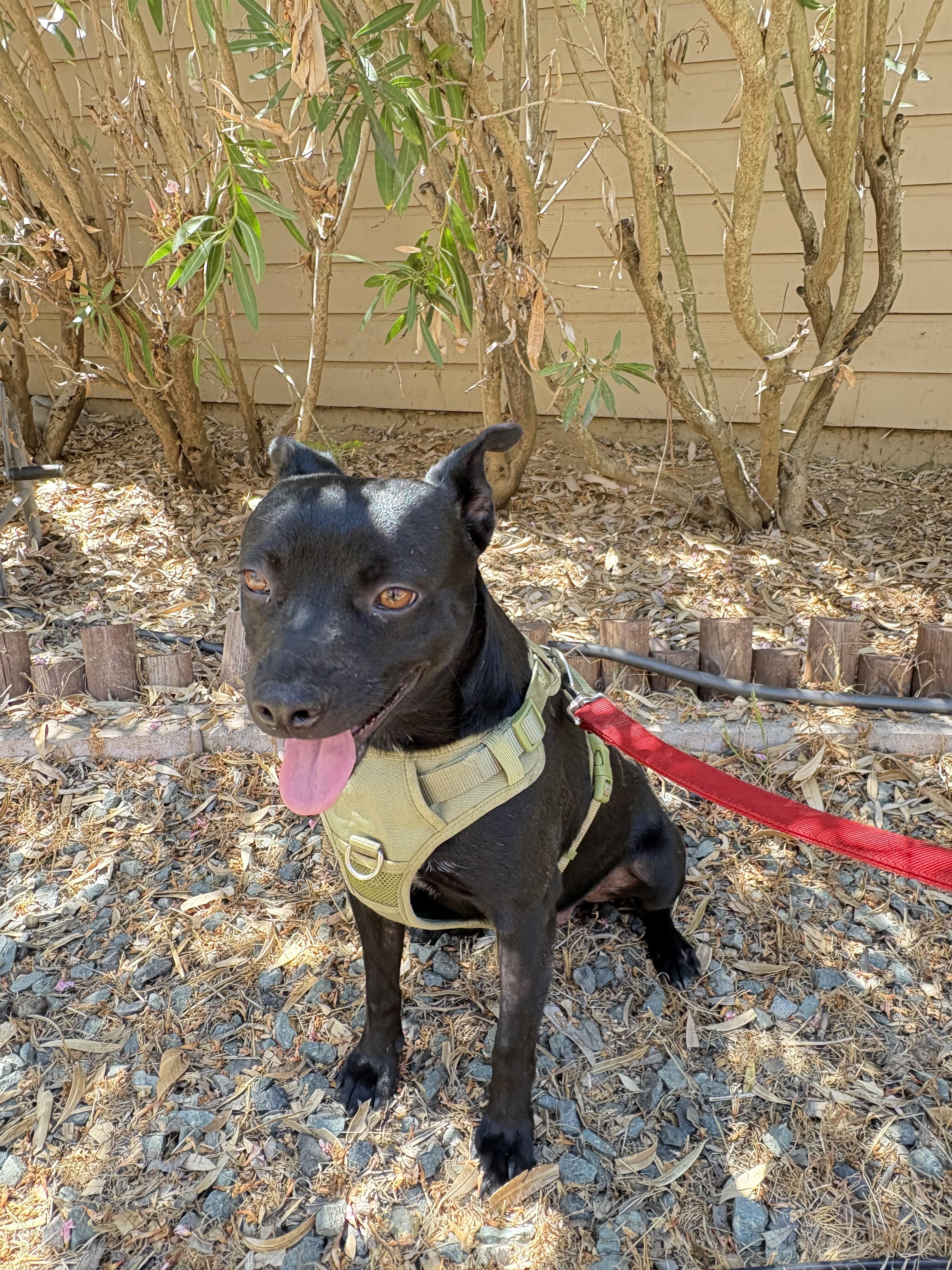Enlarge Smudge, a Adoptable mixed breed in San Ysidro, CA image 6/6