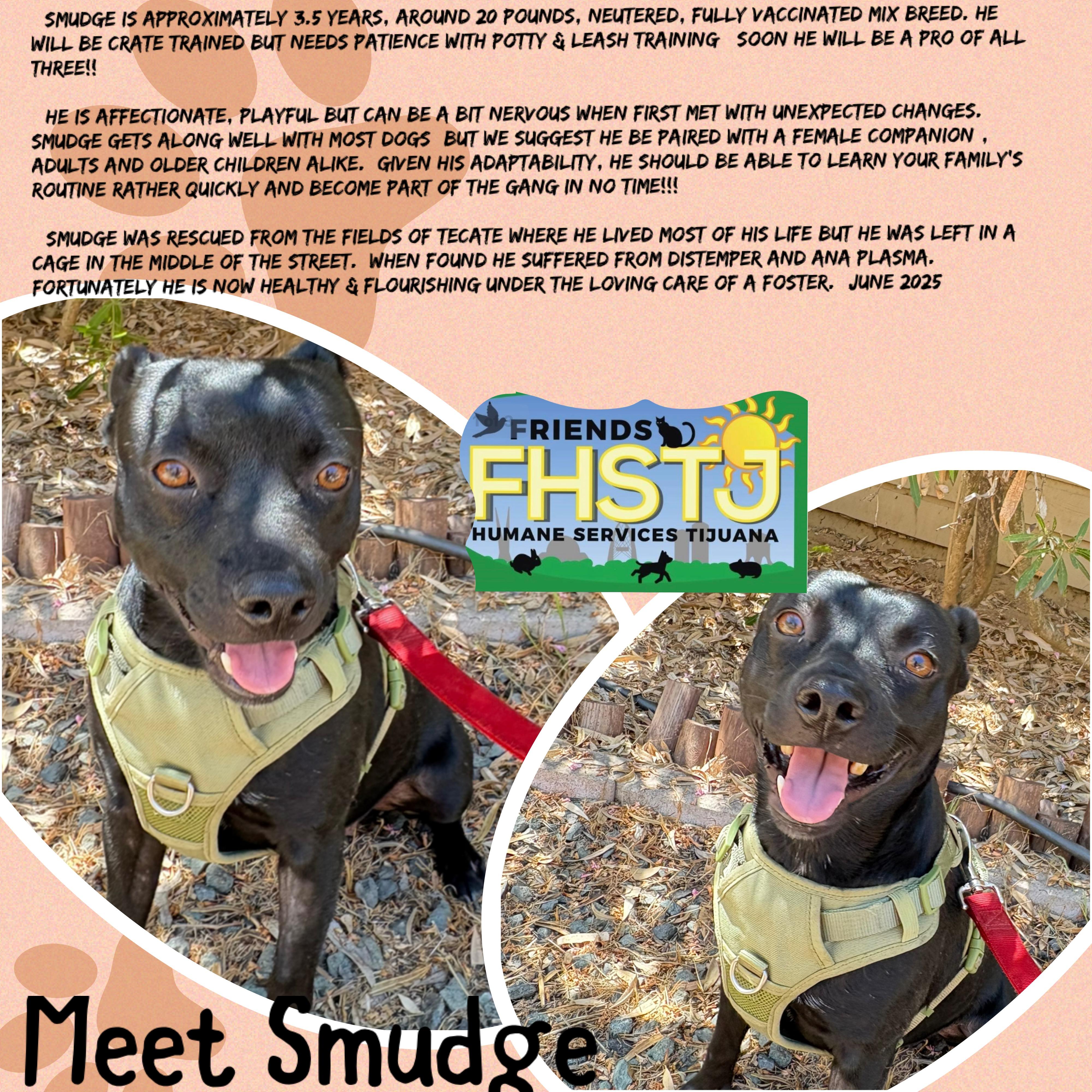 Enlarge Smudge, a Adoptable mixed breed in San Ysidro, CA image 1/6