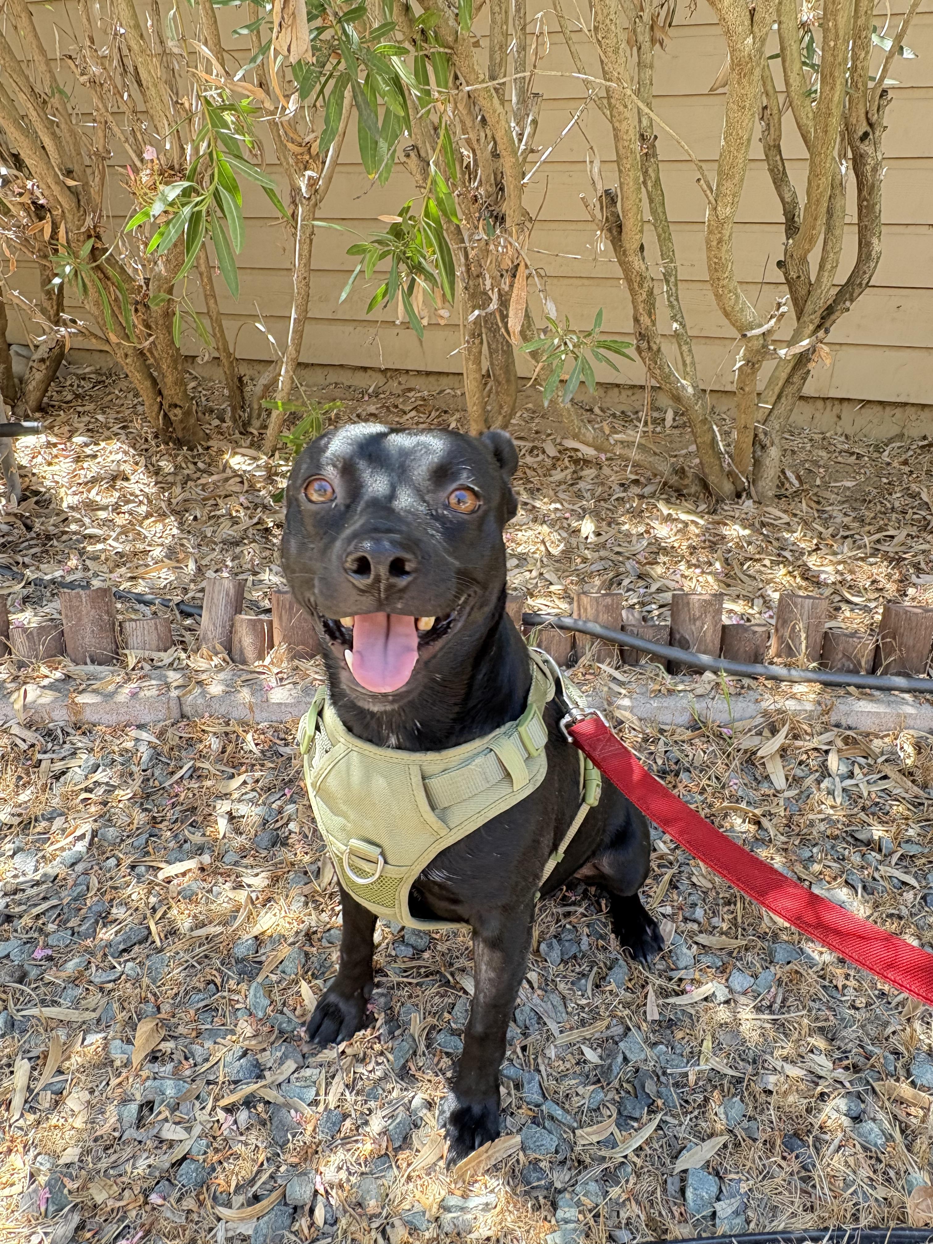 Enlarge Smudge, a Adoptable mixed breed in San Ysidro, CA image 4/6