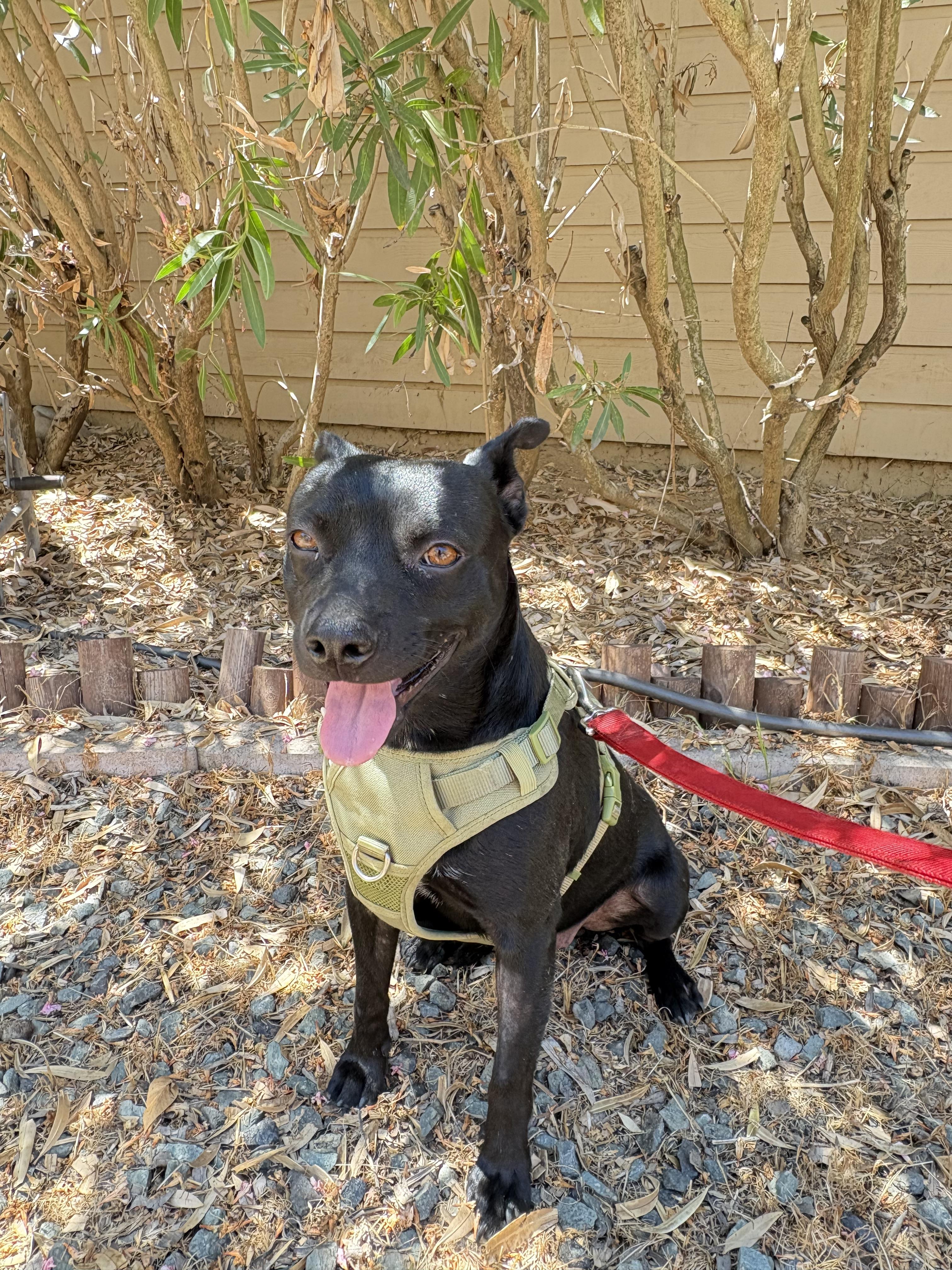 Enlarge Smudge, a Adoptable mixed breed in San Ysidro, CA image 2/6