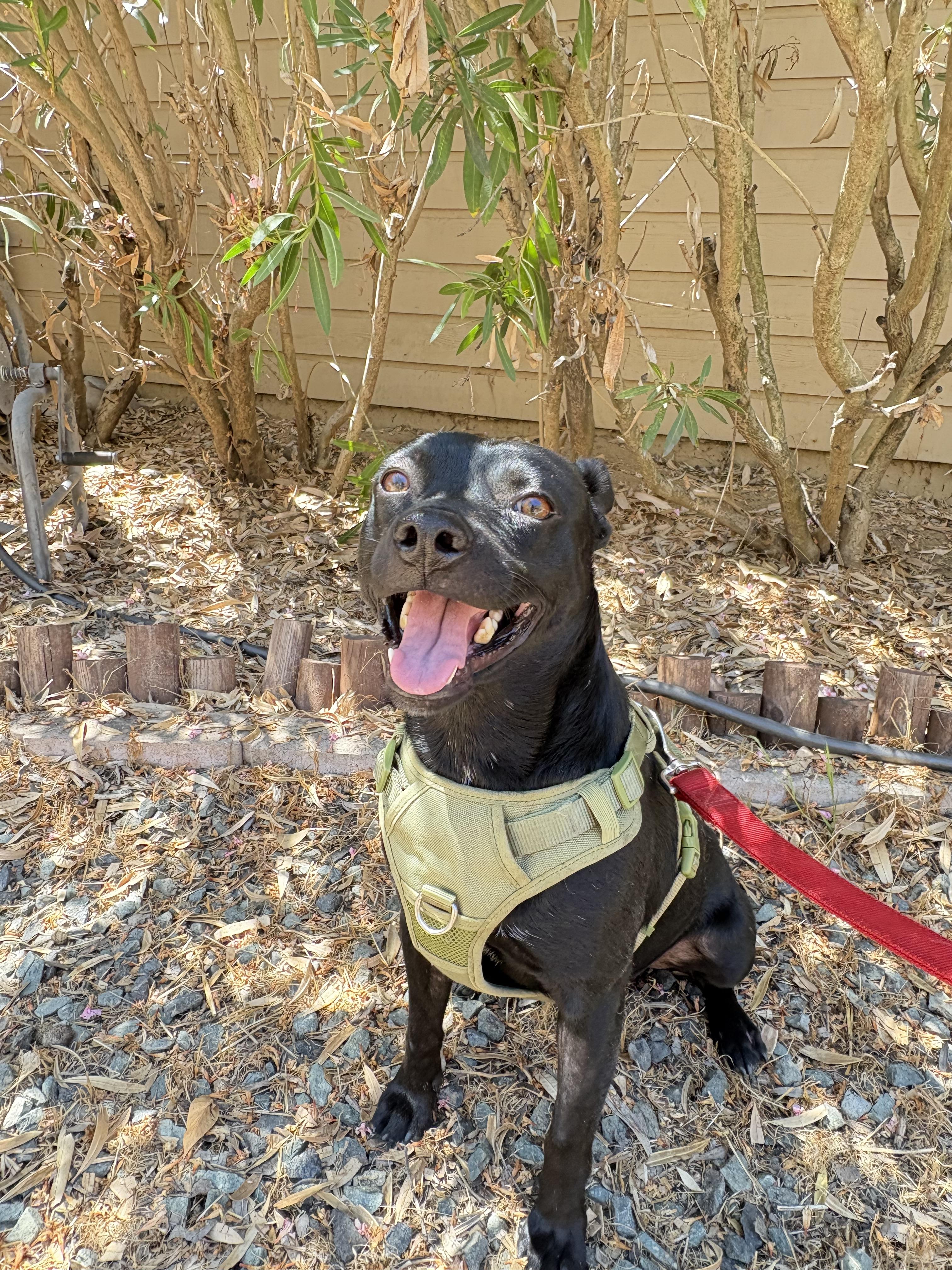 Enlarge Smudge, a Adoptable mixed breed in San Ysidro, CA image 3/6