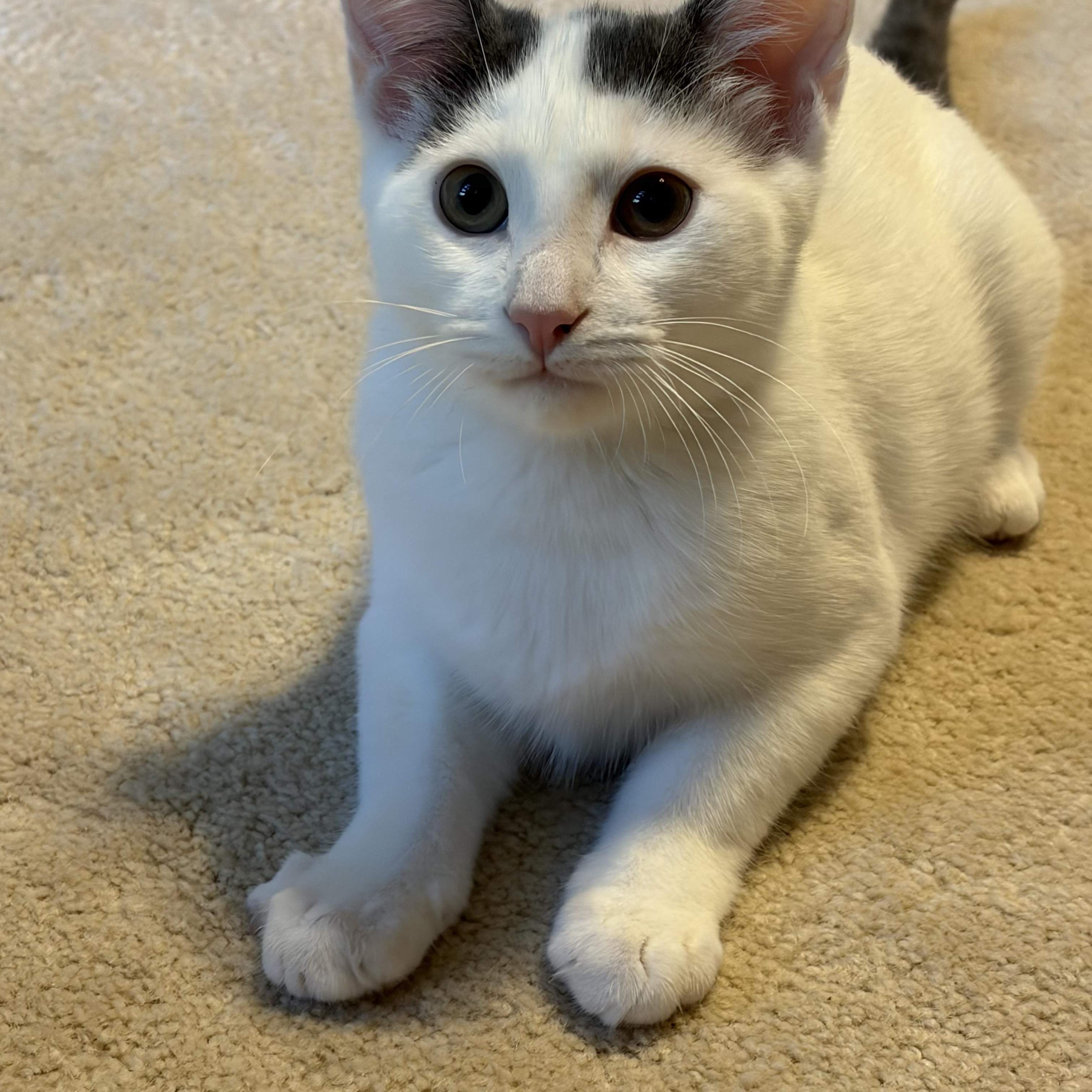 Enlarge Bryson, a Adopted Domestic Short Hair in South Lyon, MI image 2/4