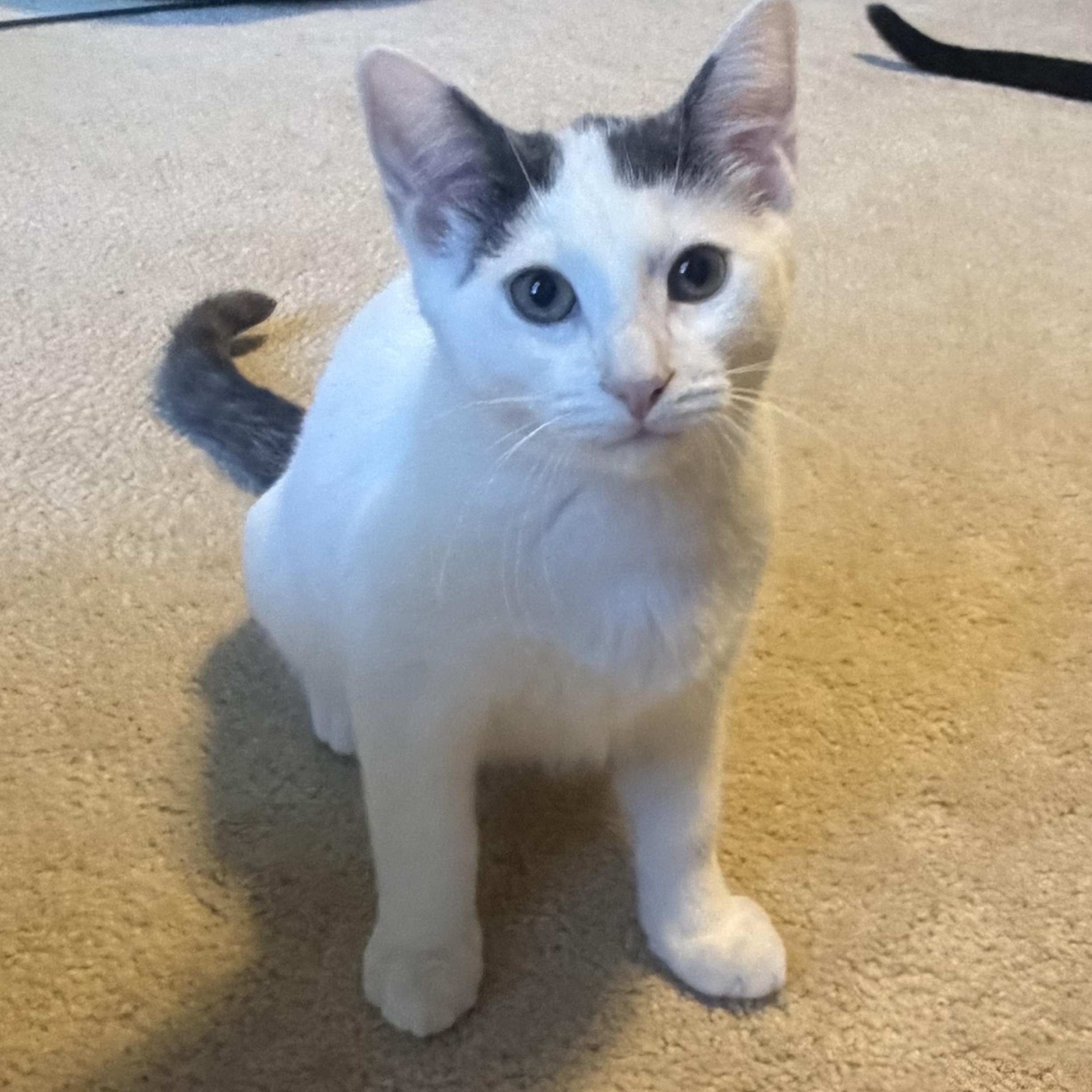Enlarge Bryson, a Adopted Domestic Short Hair in South Lyon, MI image 3/4
