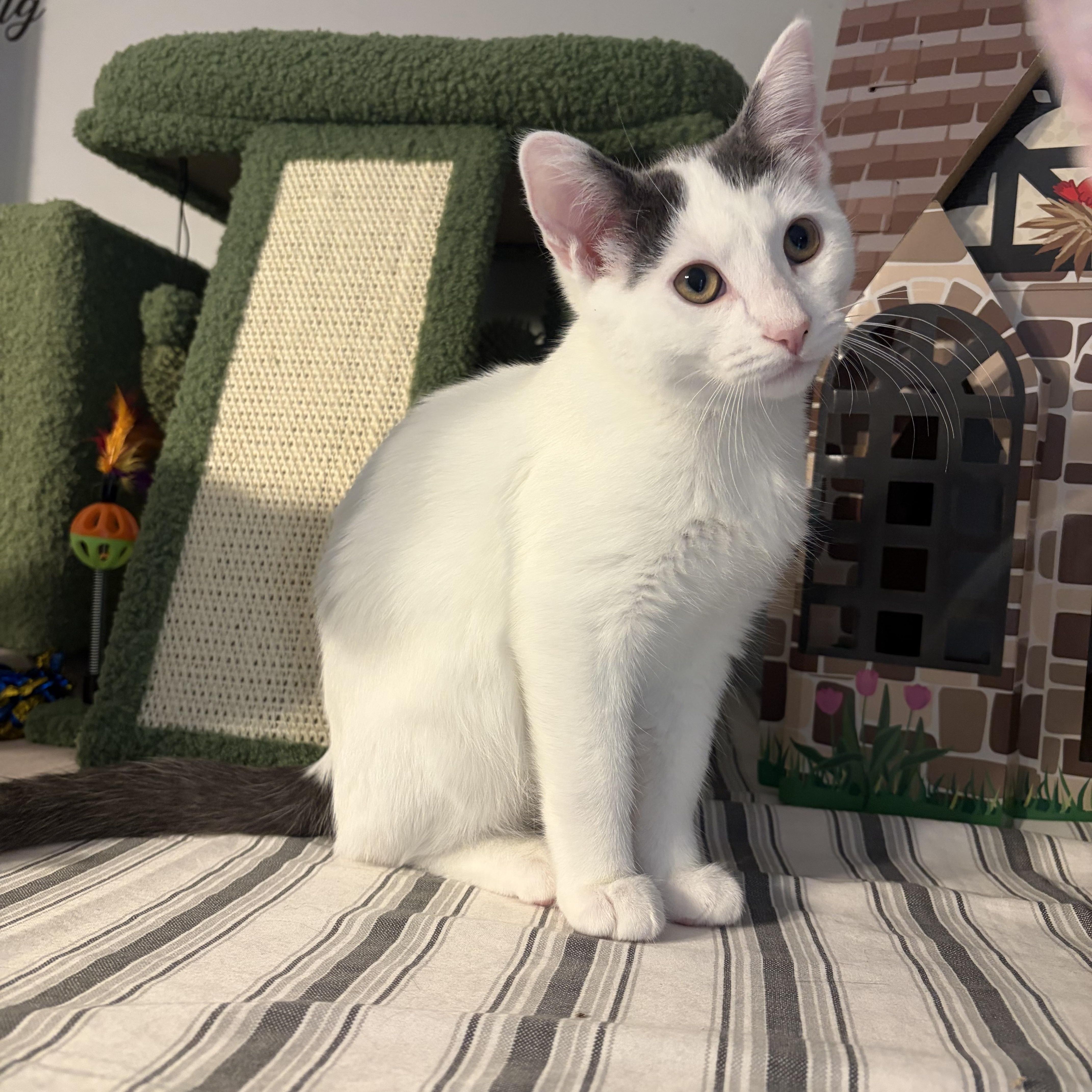 Bryson, Adopted, Young Male Domestic Short Hair.