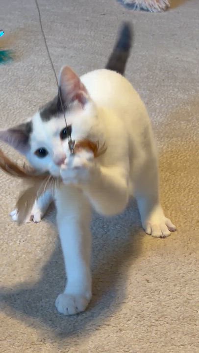 Enlarge Bryson, a Adopted Domestic Short Hair in South Lyon, MI video 4/4