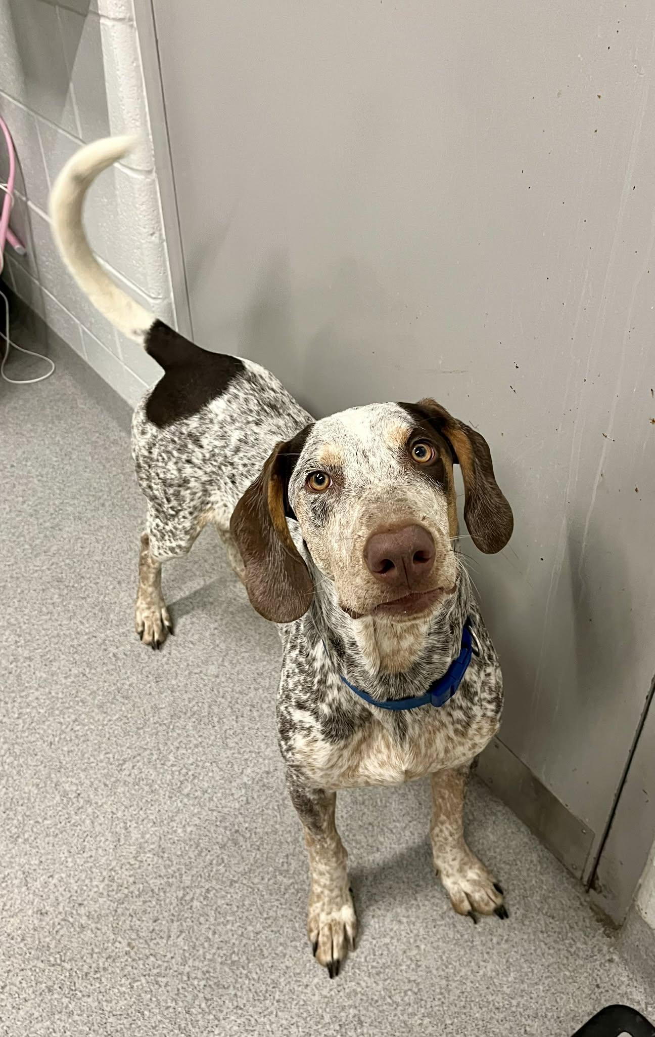 Copper , ADOPTABLE, Young Male English Pointer.