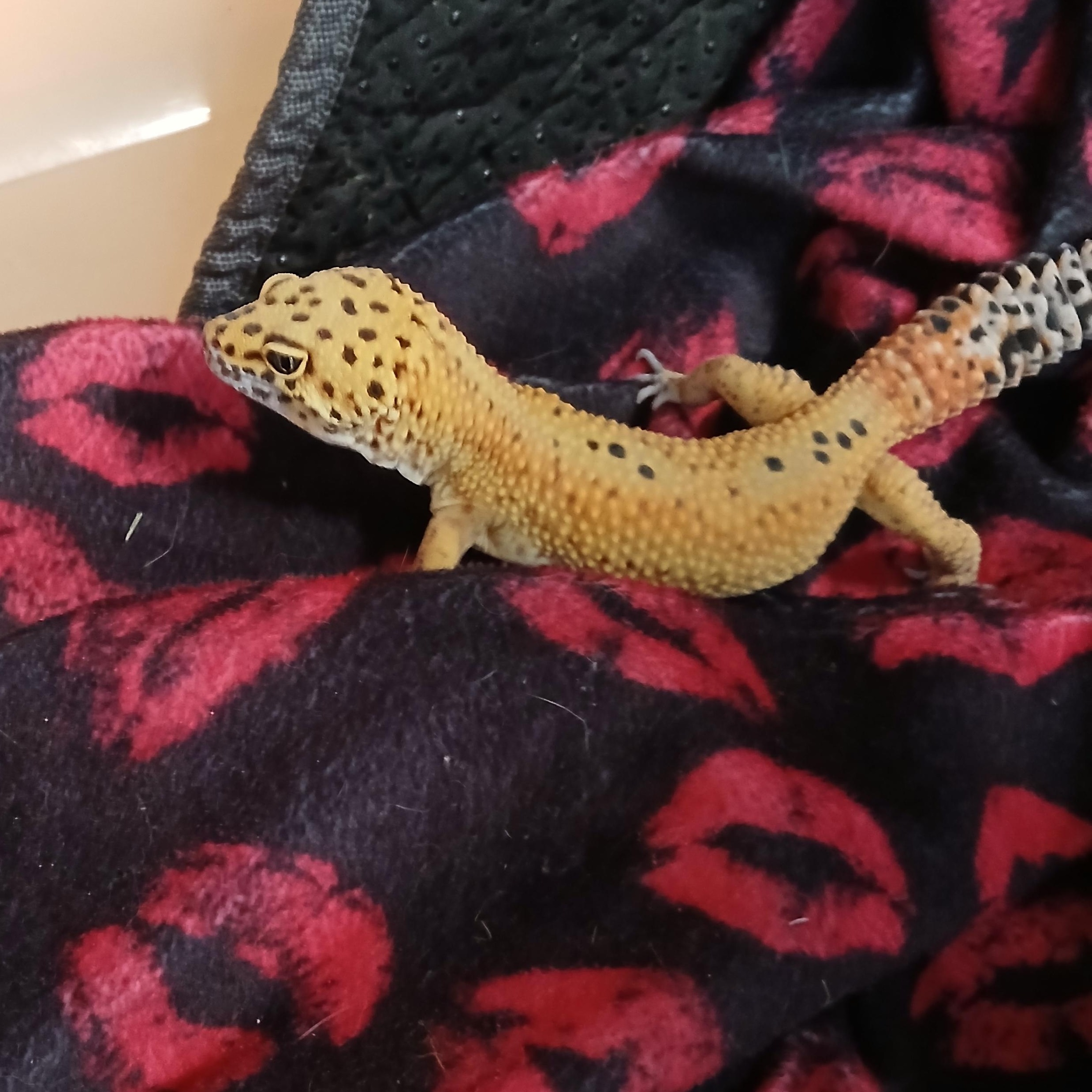 Enlarge Boba, a Adopted Gecko in Dearborn, MO image 4/4
