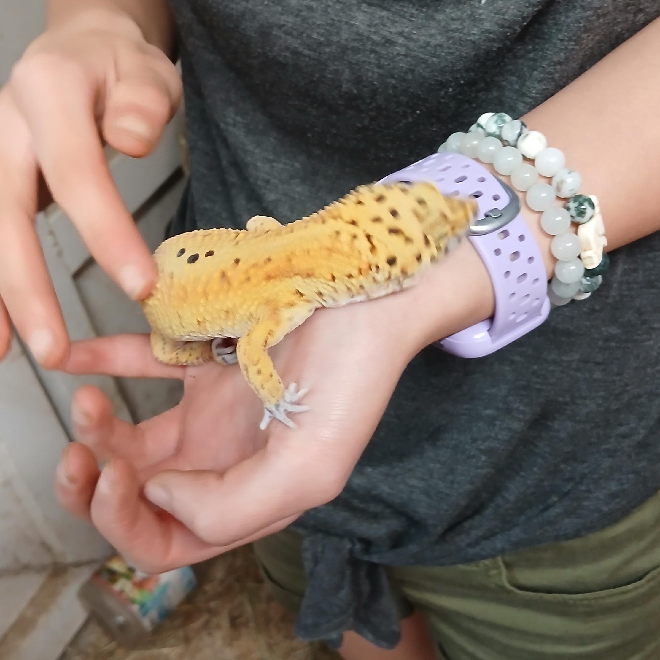 Enlarge Boba, a Adopted Gecko in Dearborn, MO image 2/4