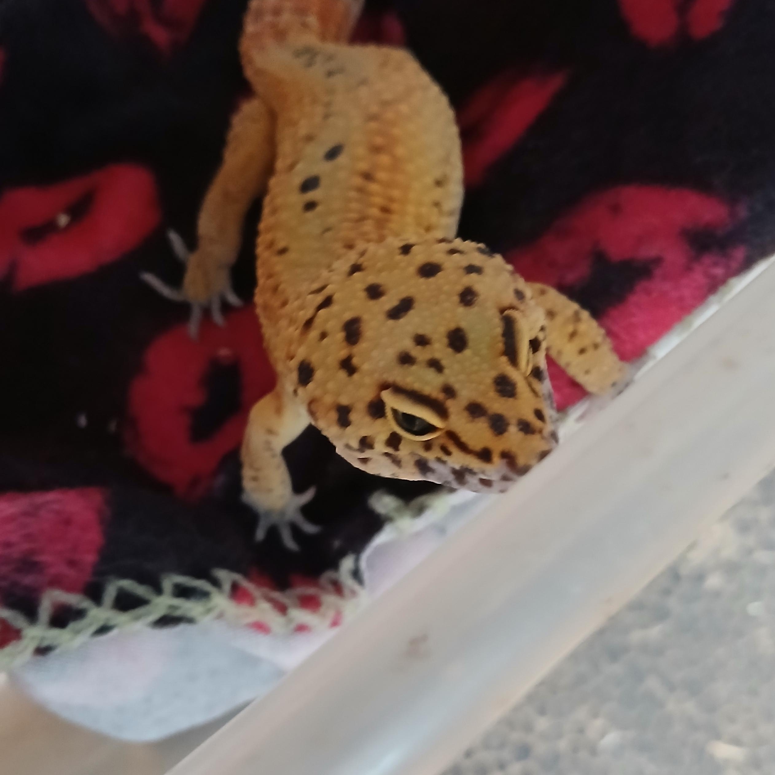 Boba, Adopted, Adult Male Gecko.