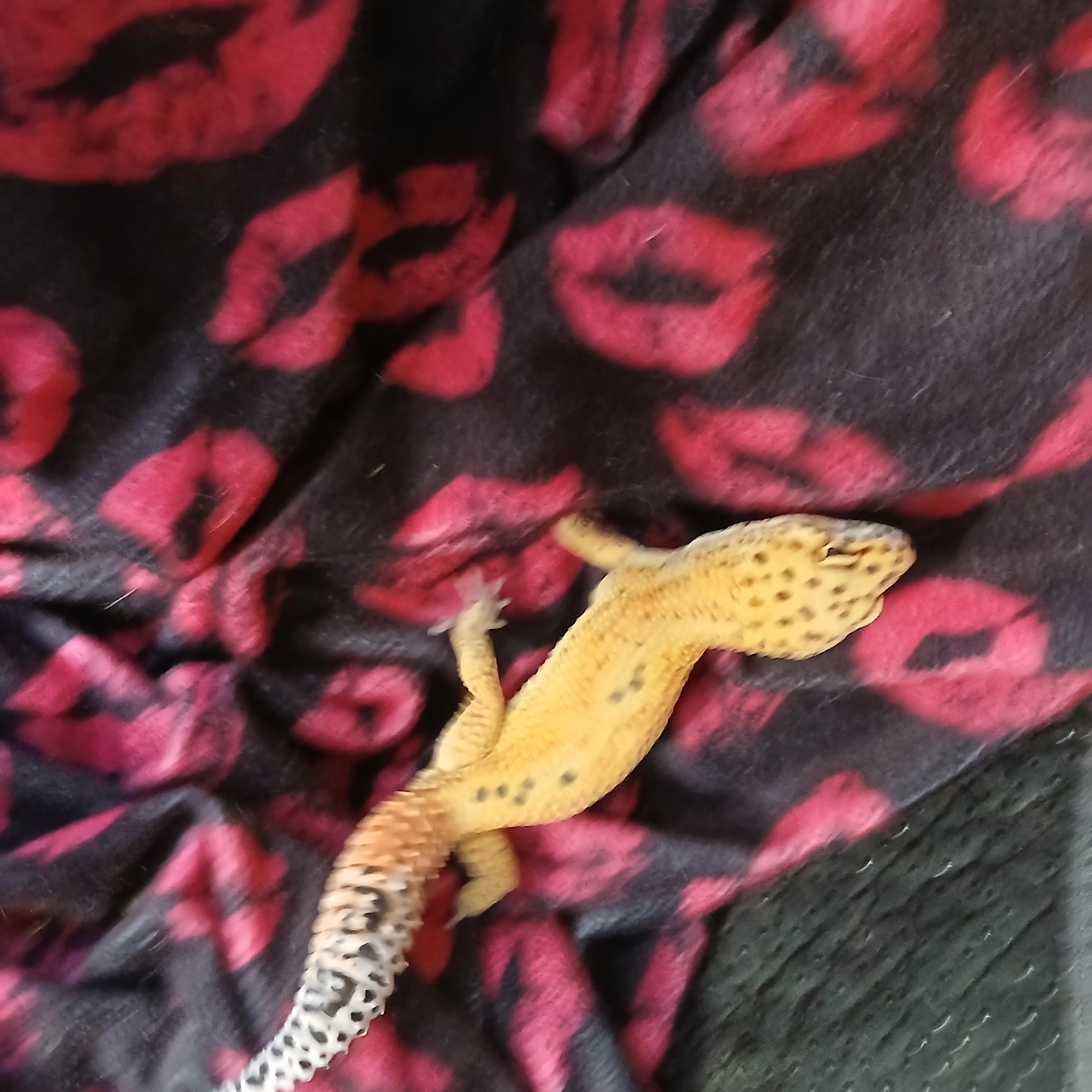 Enlarge Boba, a Adopted Gecko in Dearborn, MO image 3/4