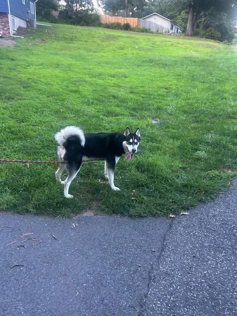 Homer, Adoptable, Young Male Husky.